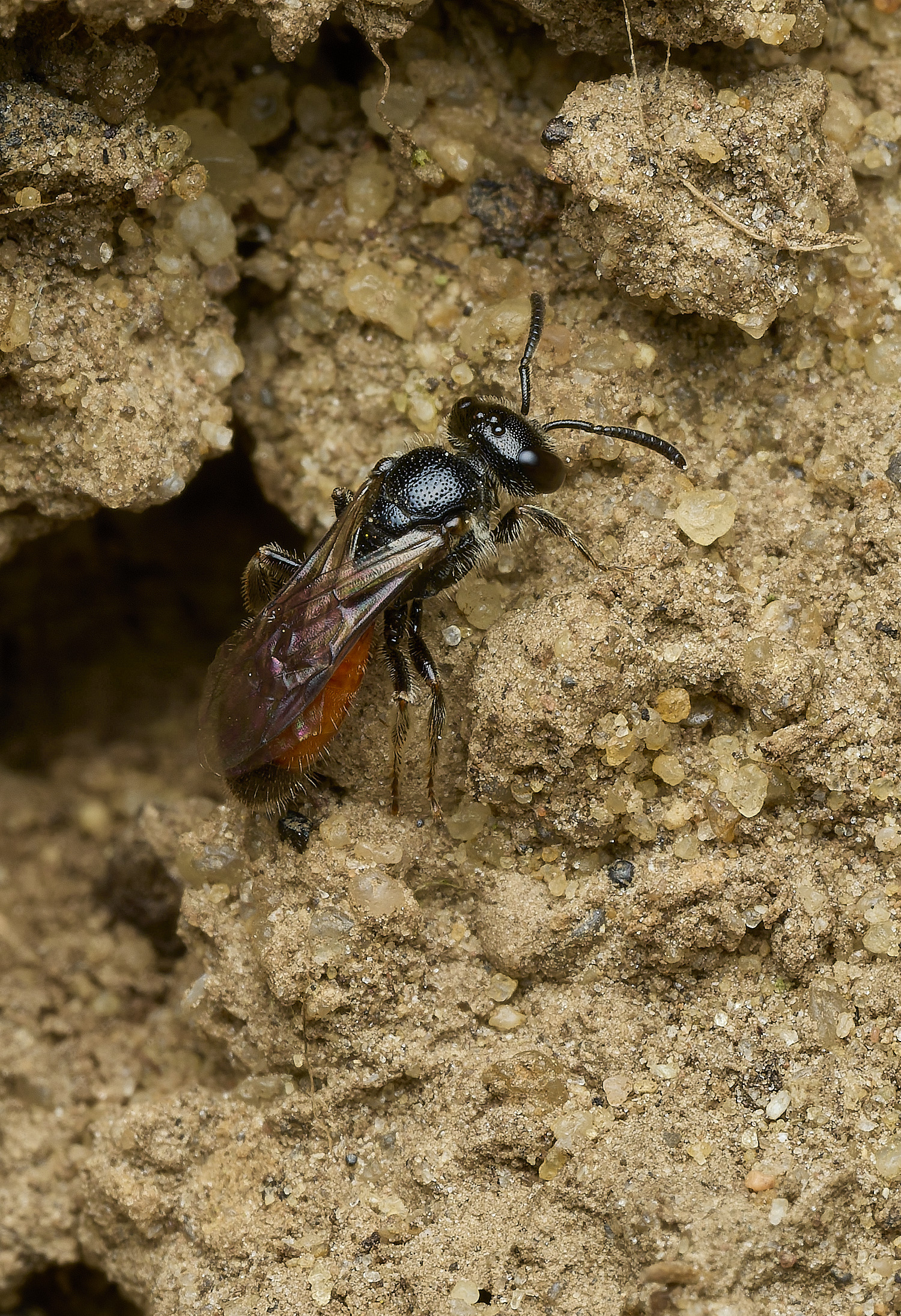 HanworthSphecodesSp170426-2