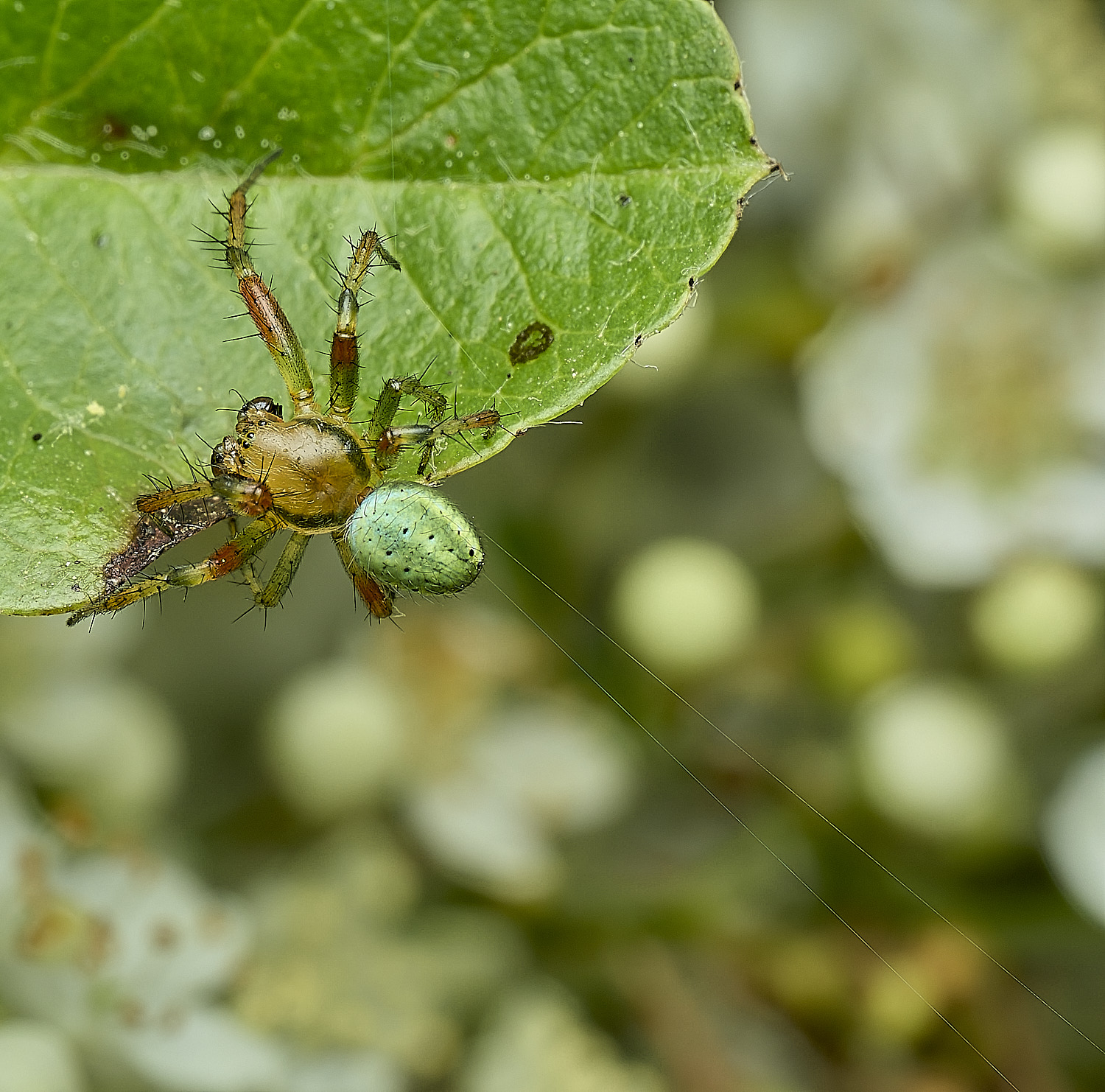 HanworthSpider290526-2