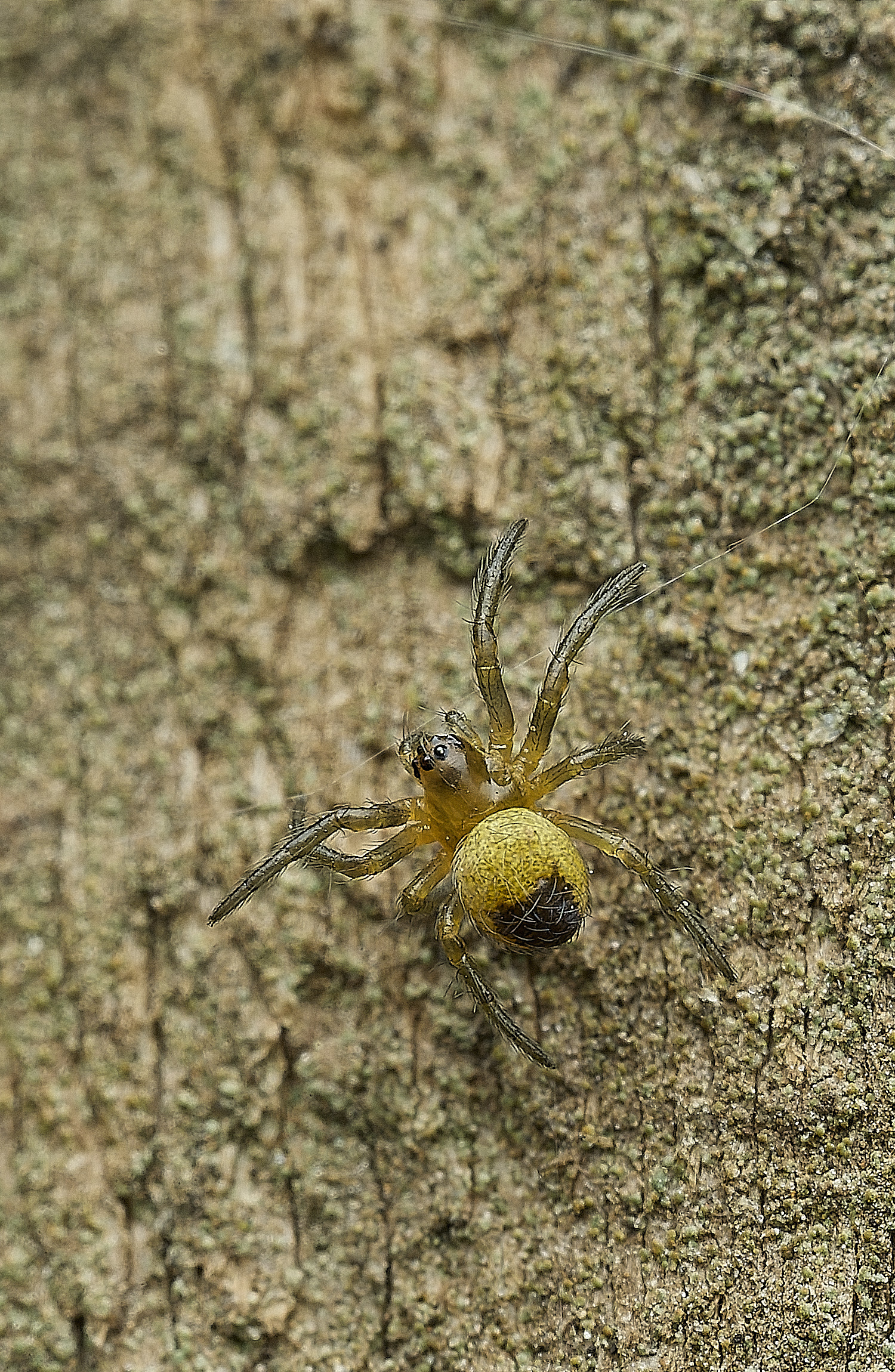 HanworthSpider300526-1