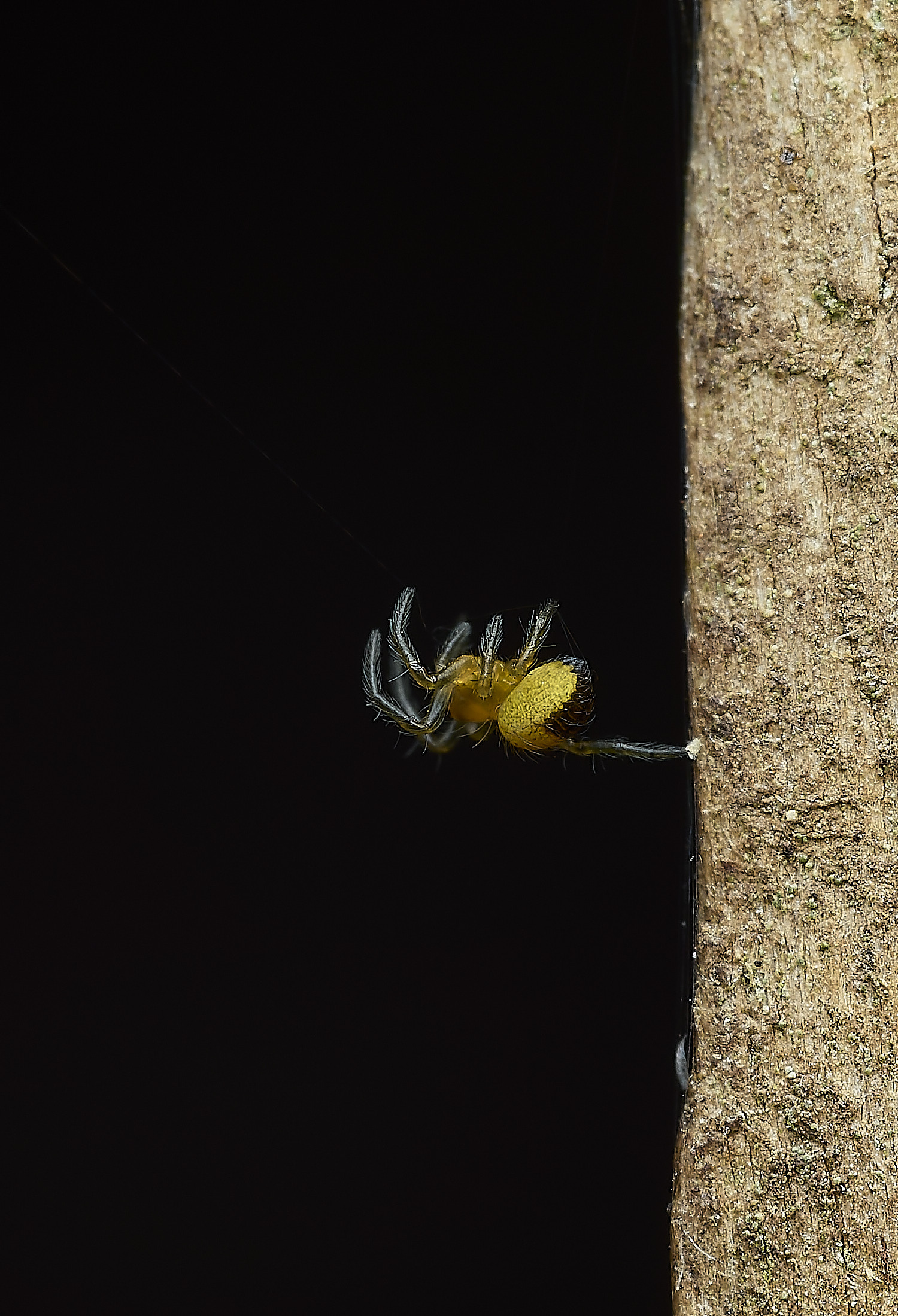 HanworthSpider300526-2