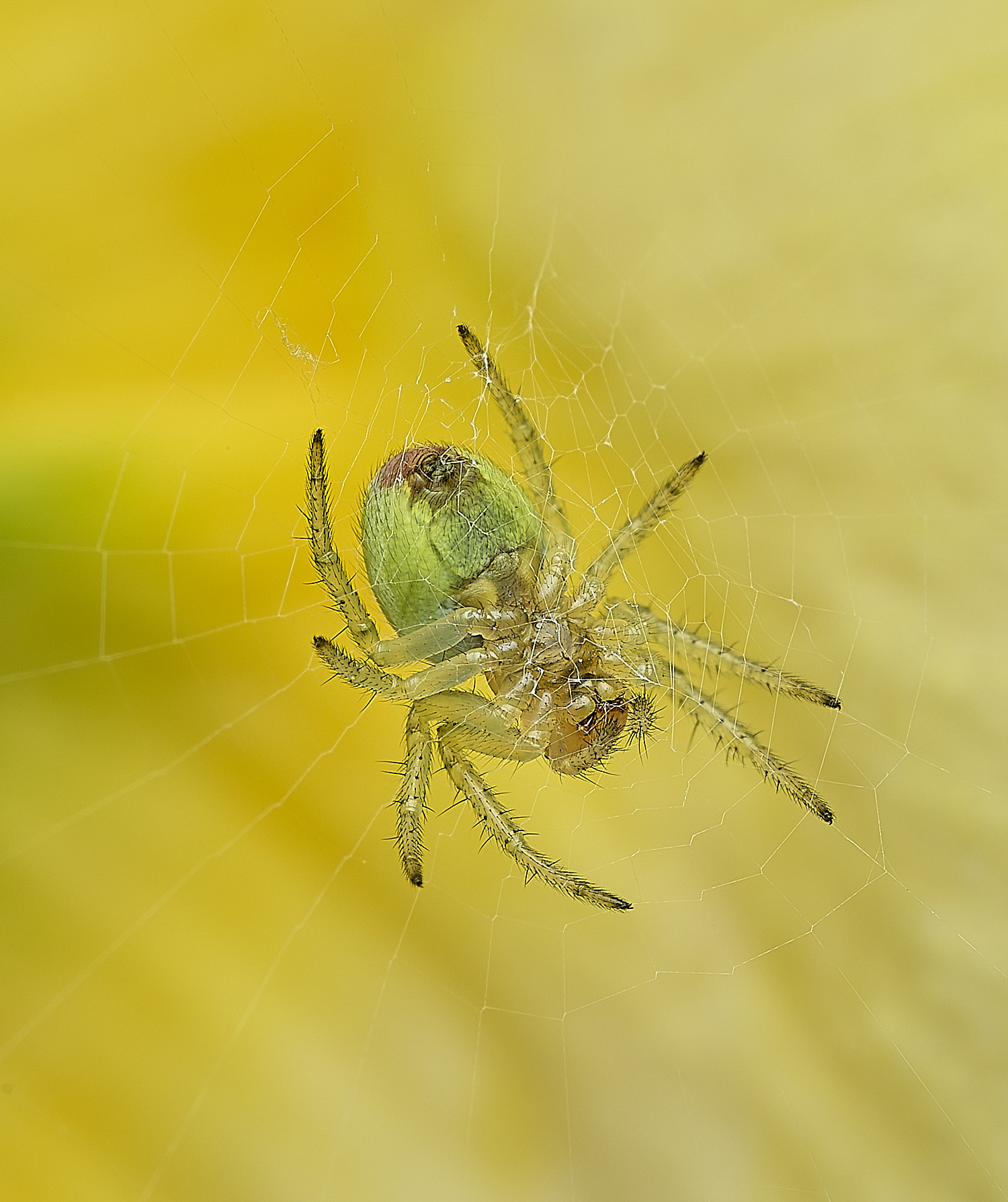 HanworthSPiderSp170426-1