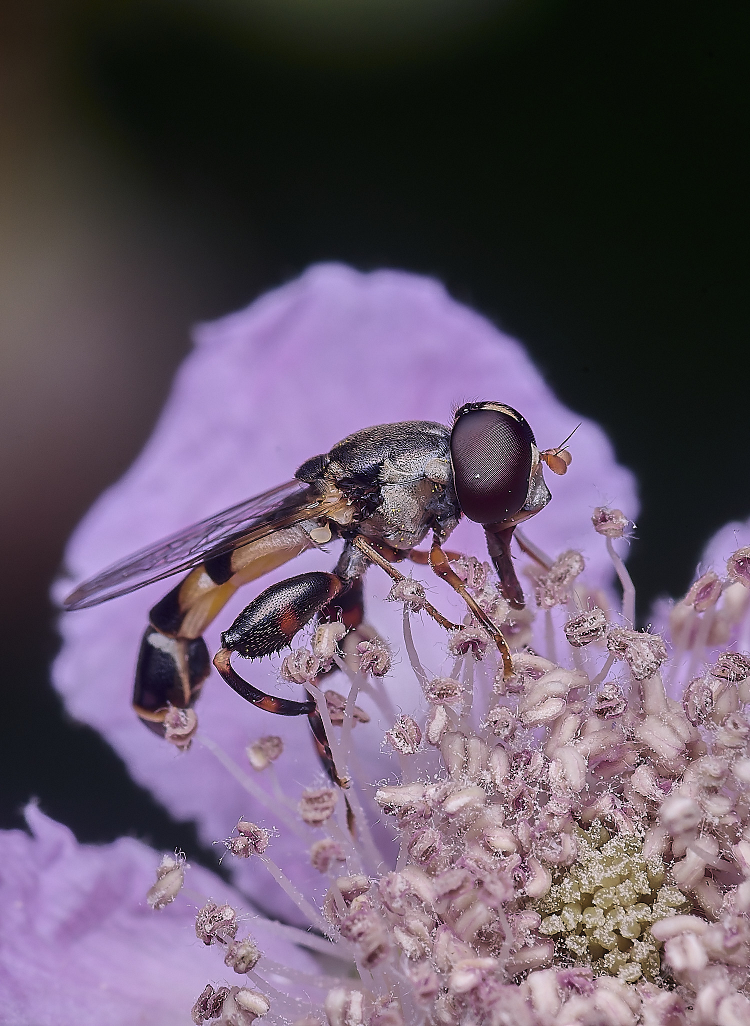 HanworthSpipiens240627-1