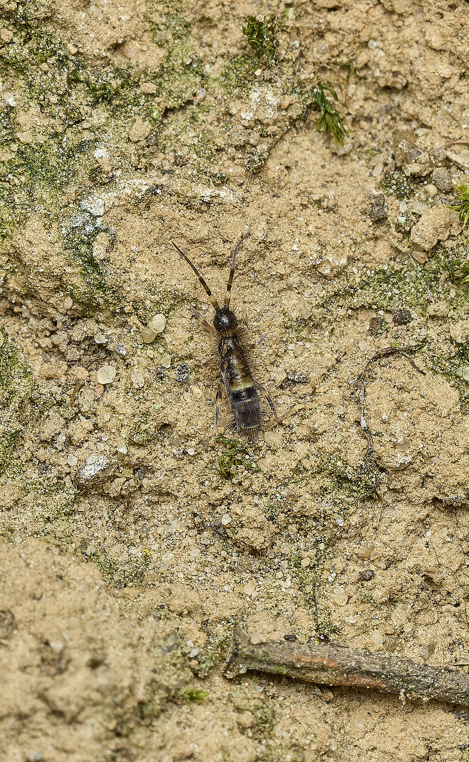 HanworthSpringtail040426-1