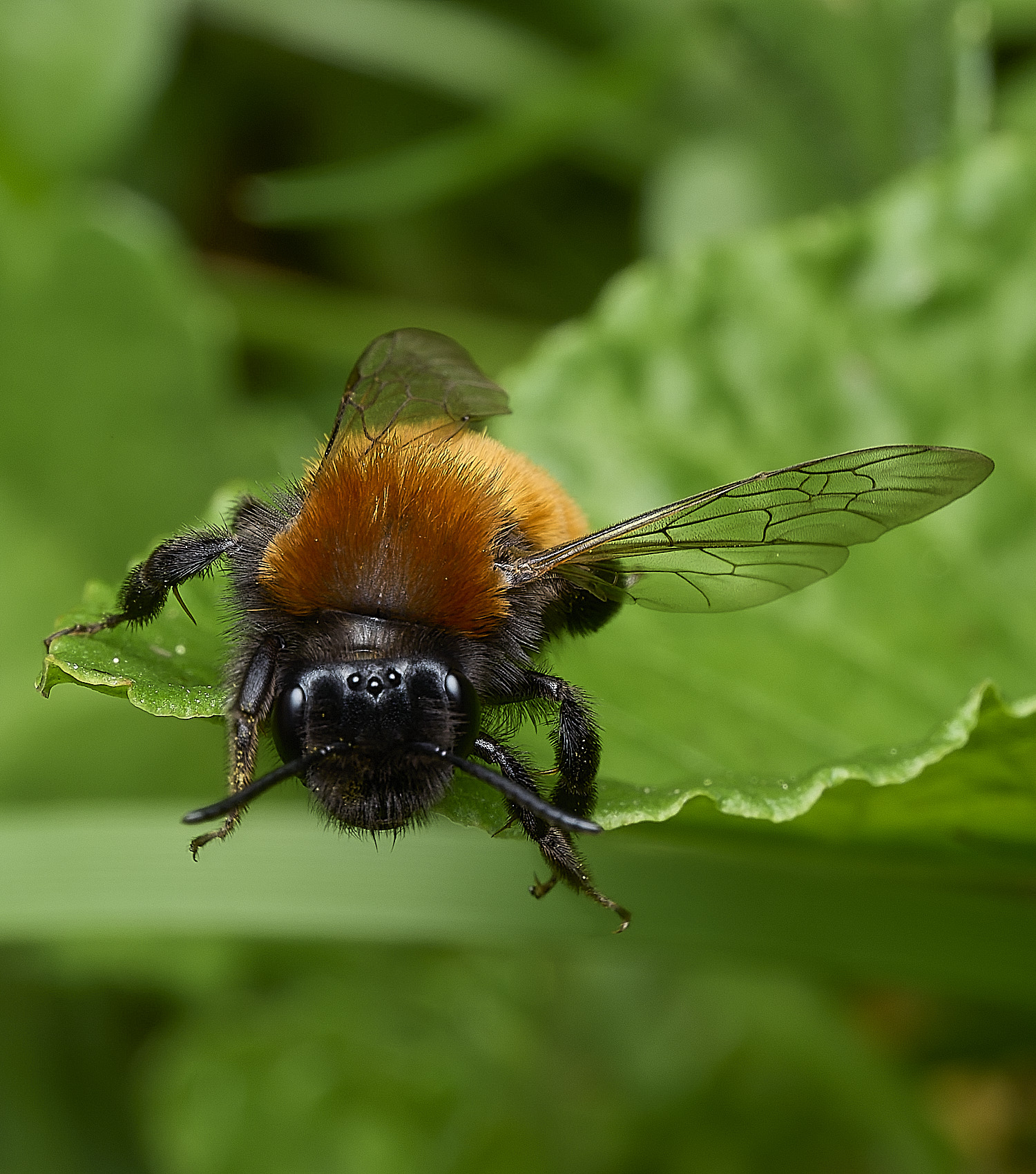 HanworthTawnyMiningBee170426-1