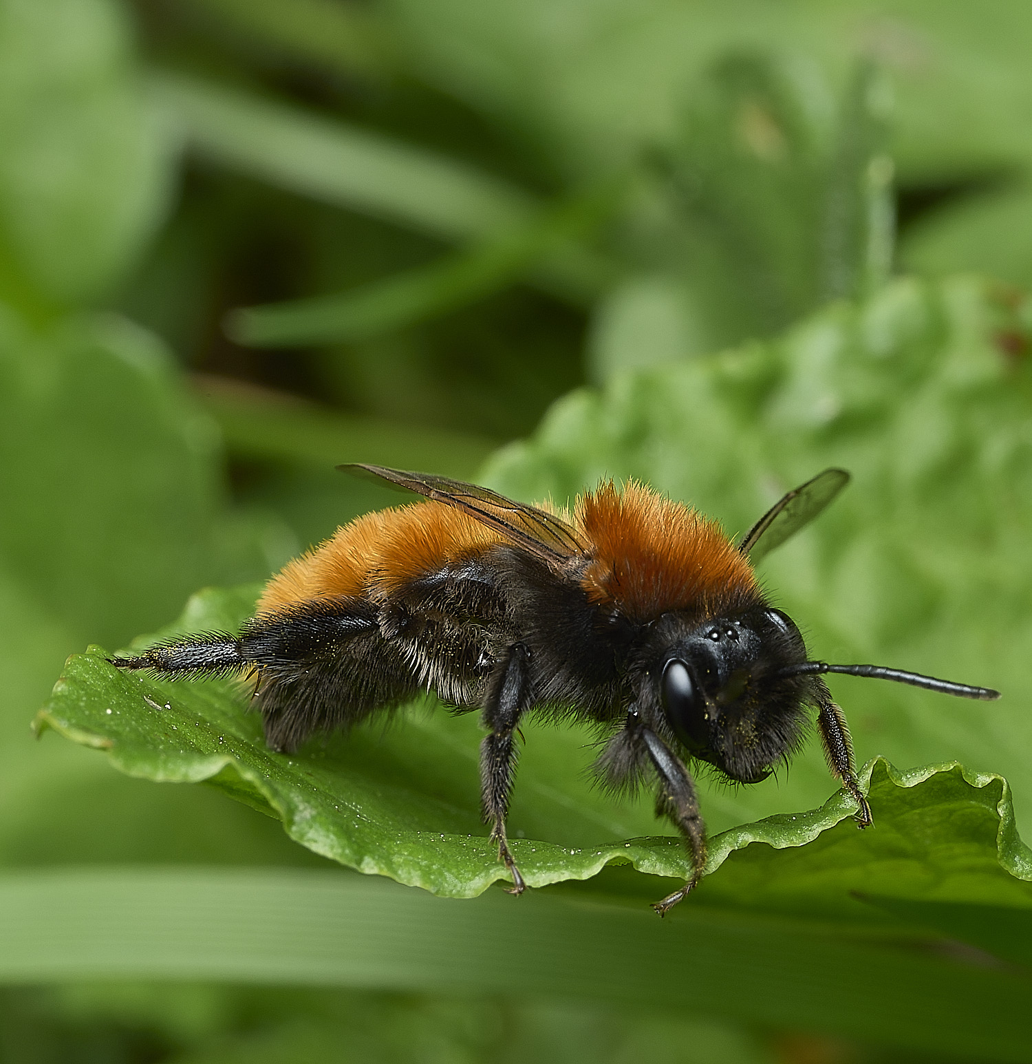 HanworthTawnyMiningBee170426-2