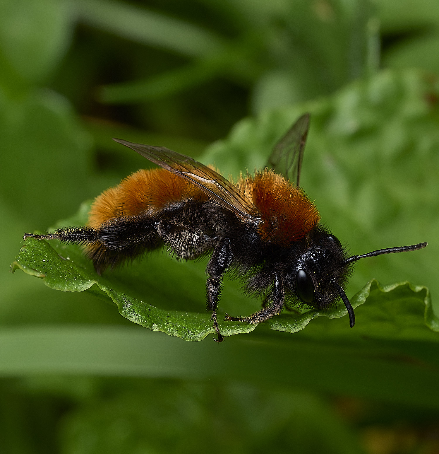 HanworthTawnyMiningBee170426-3