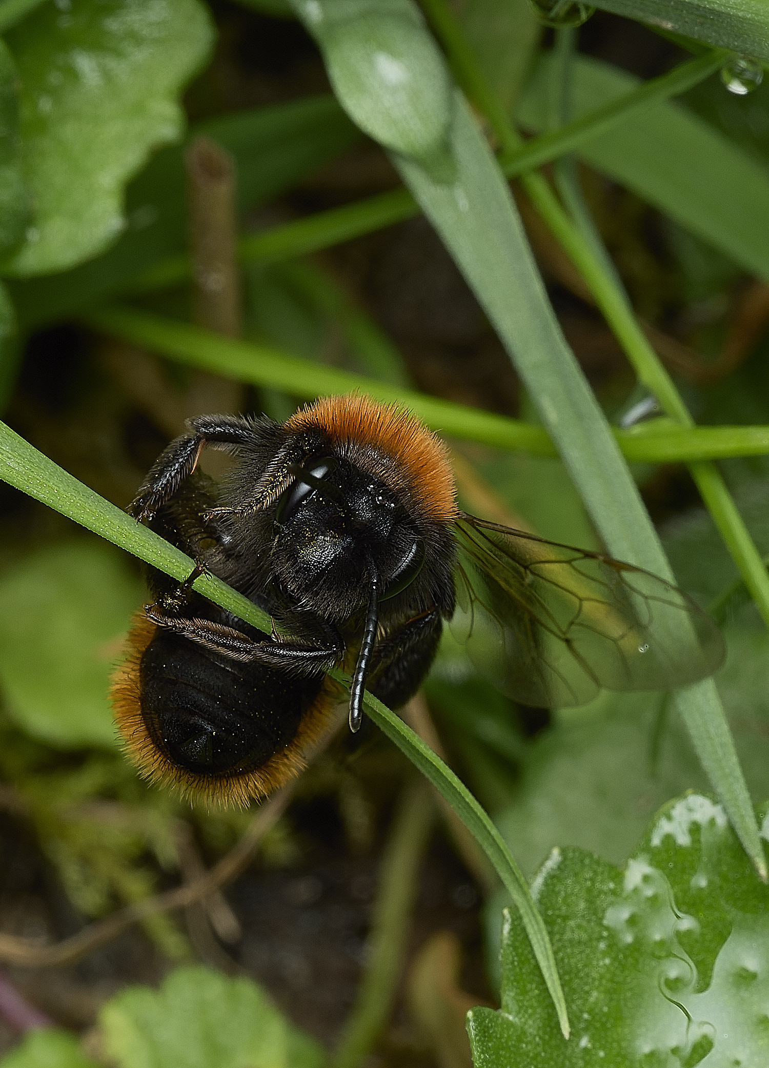 HanworthTawnyMiningBee170426-4