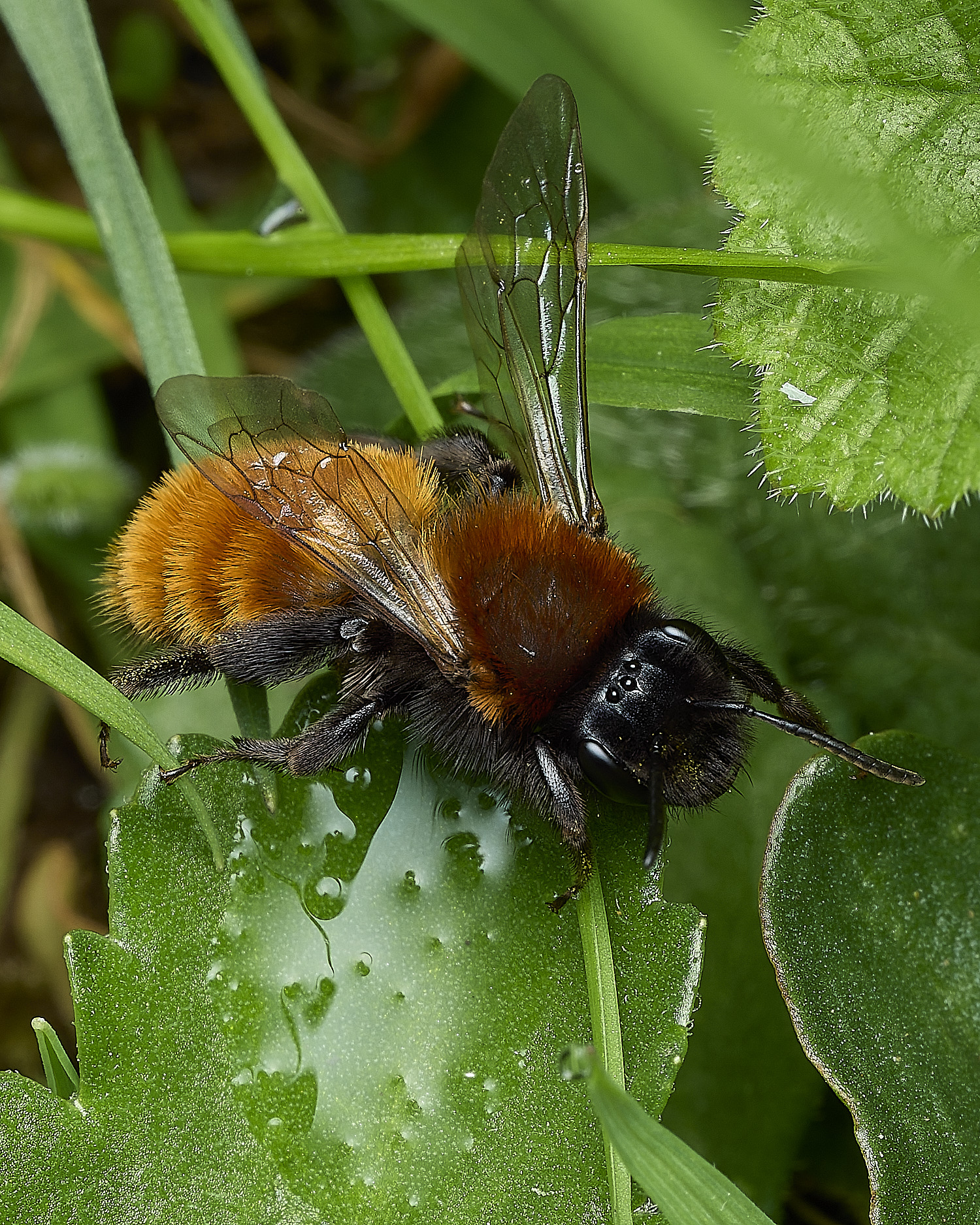 HanworthTawnyMiningBee170426-5