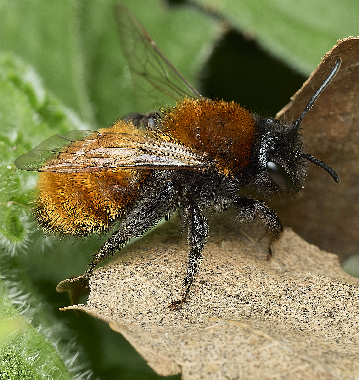 HanworthTawnyMiningBee170426-6