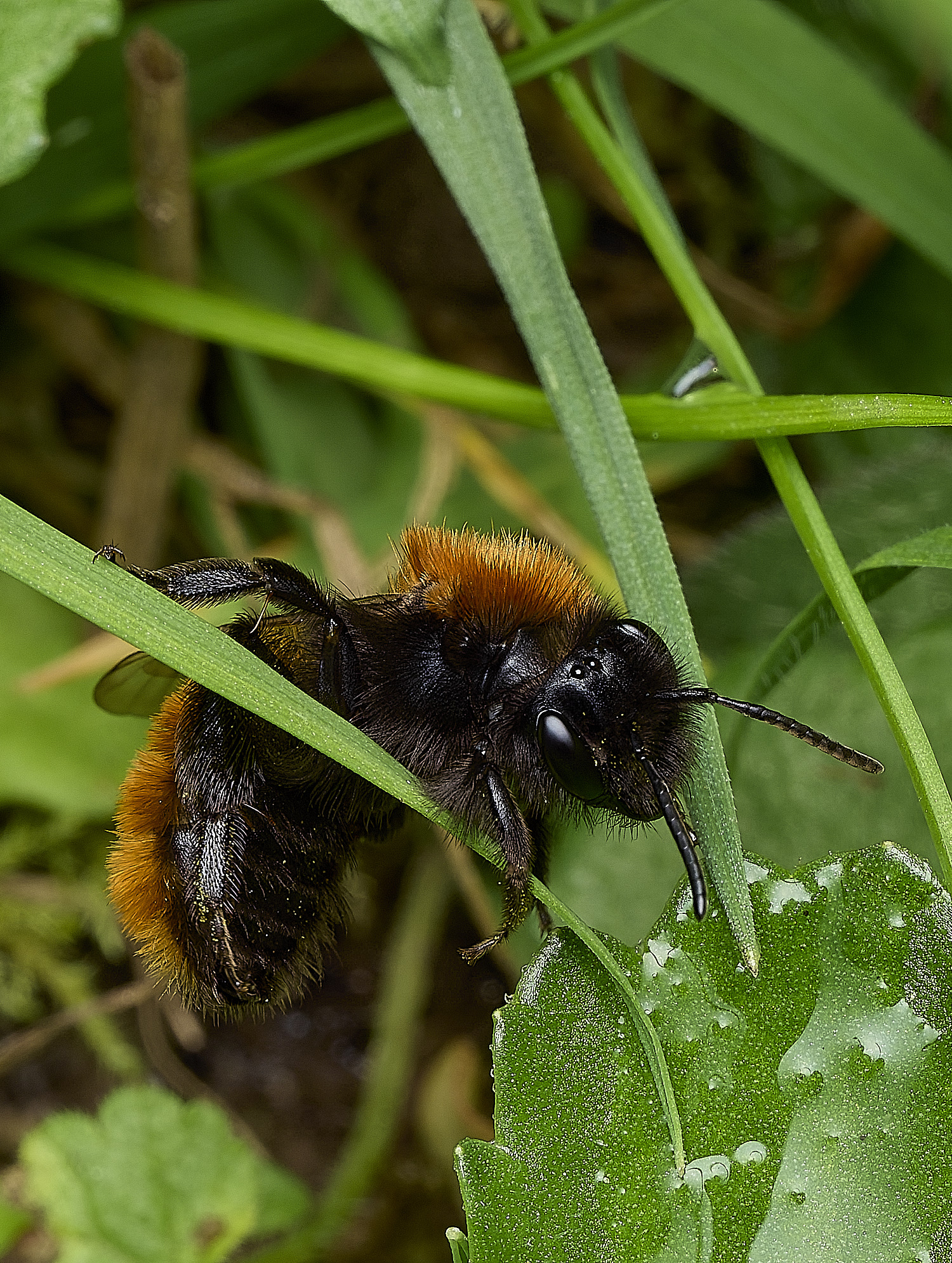 HanworthTawnyMiningBee170426-7