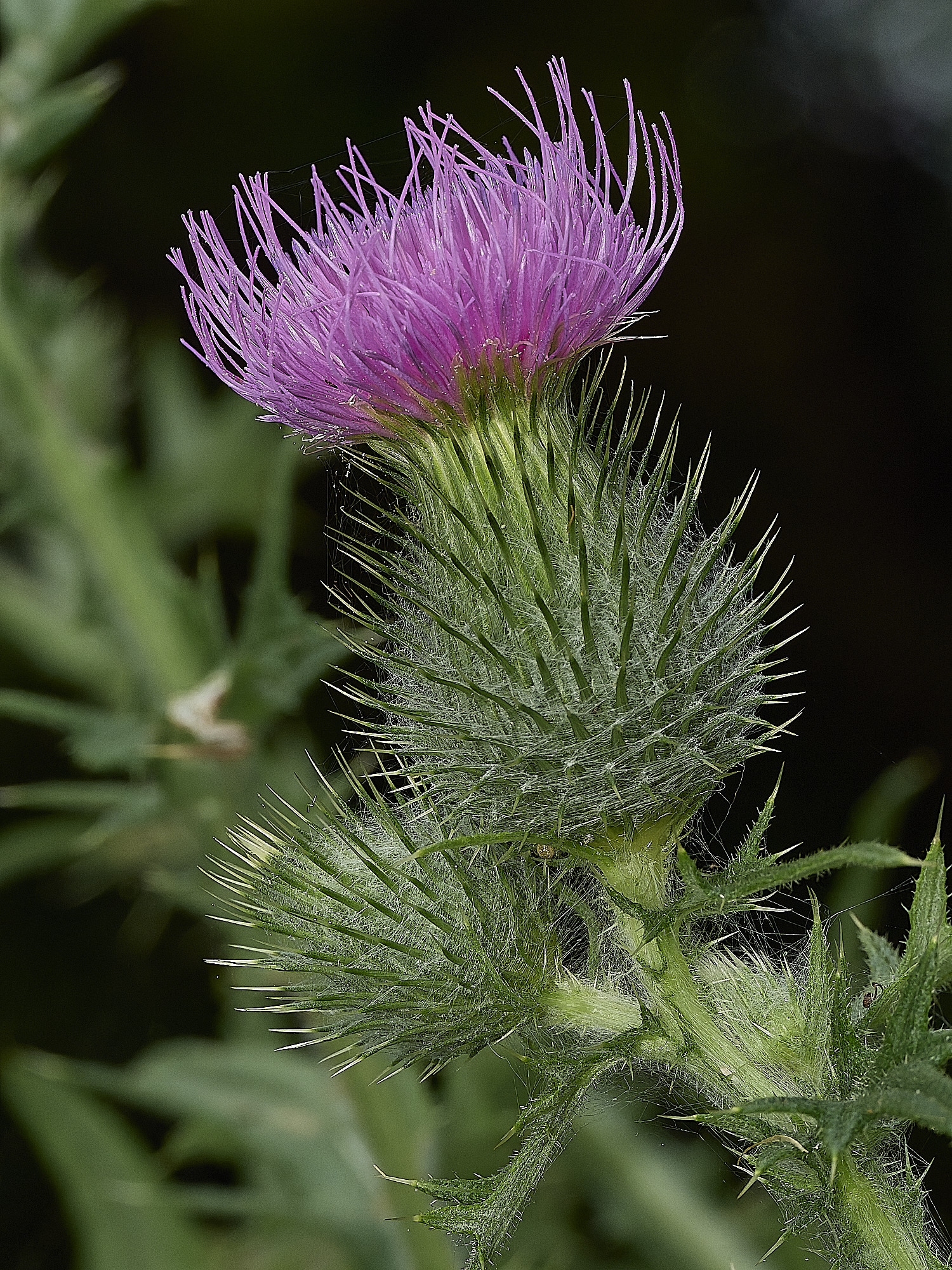 HanworthThistle210726-1