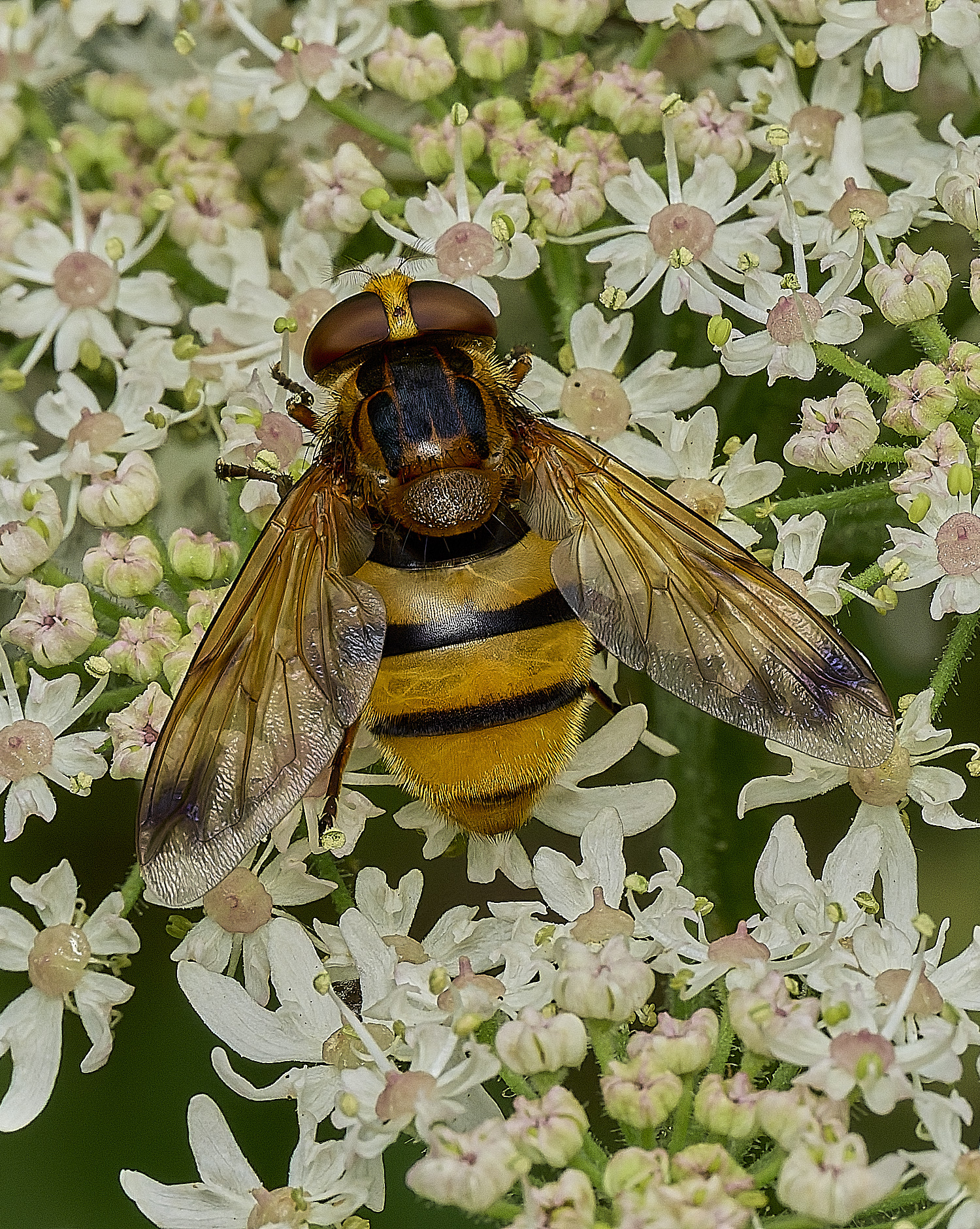 HanworthVolucella210726-1