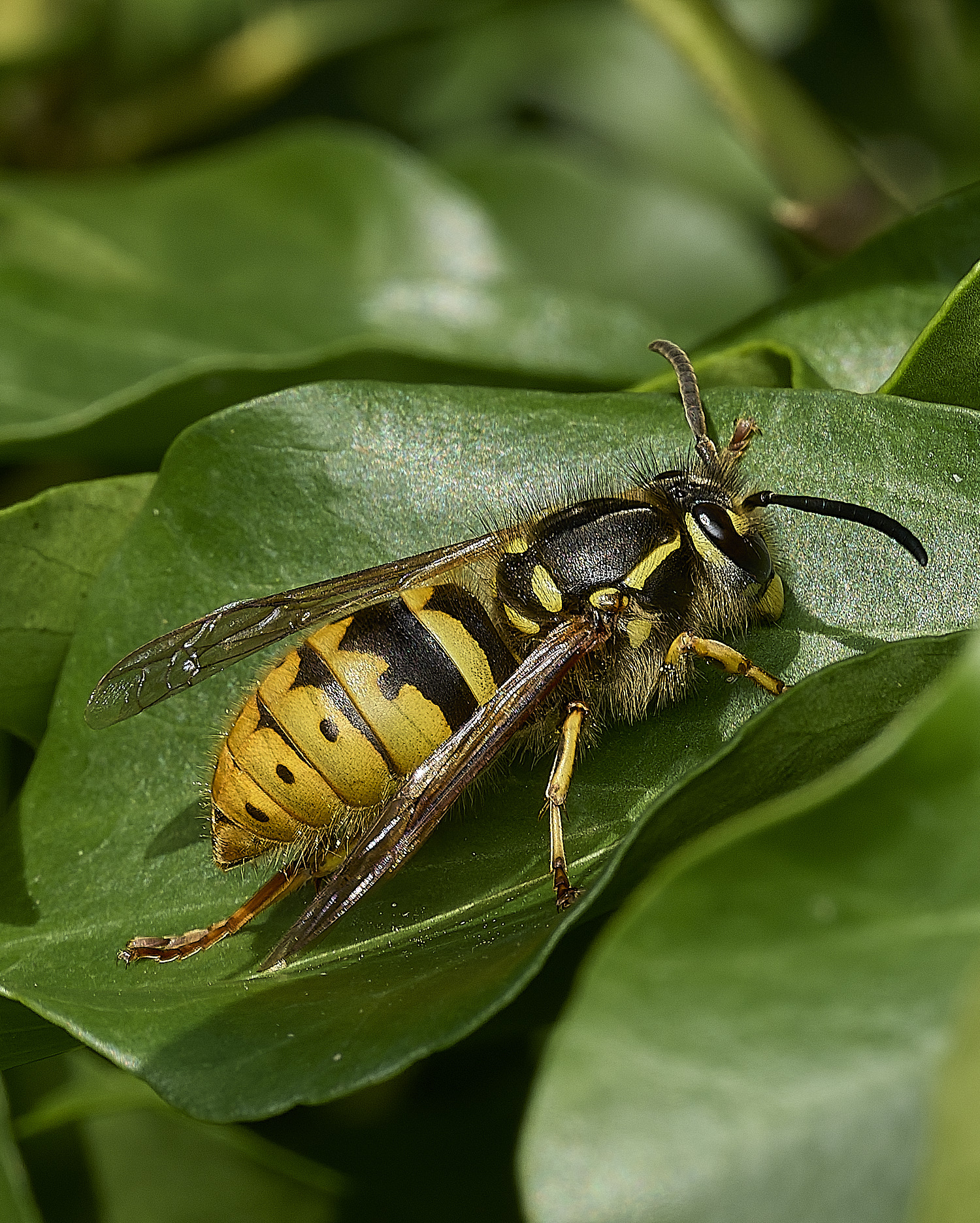 HanworthWasp060426-1