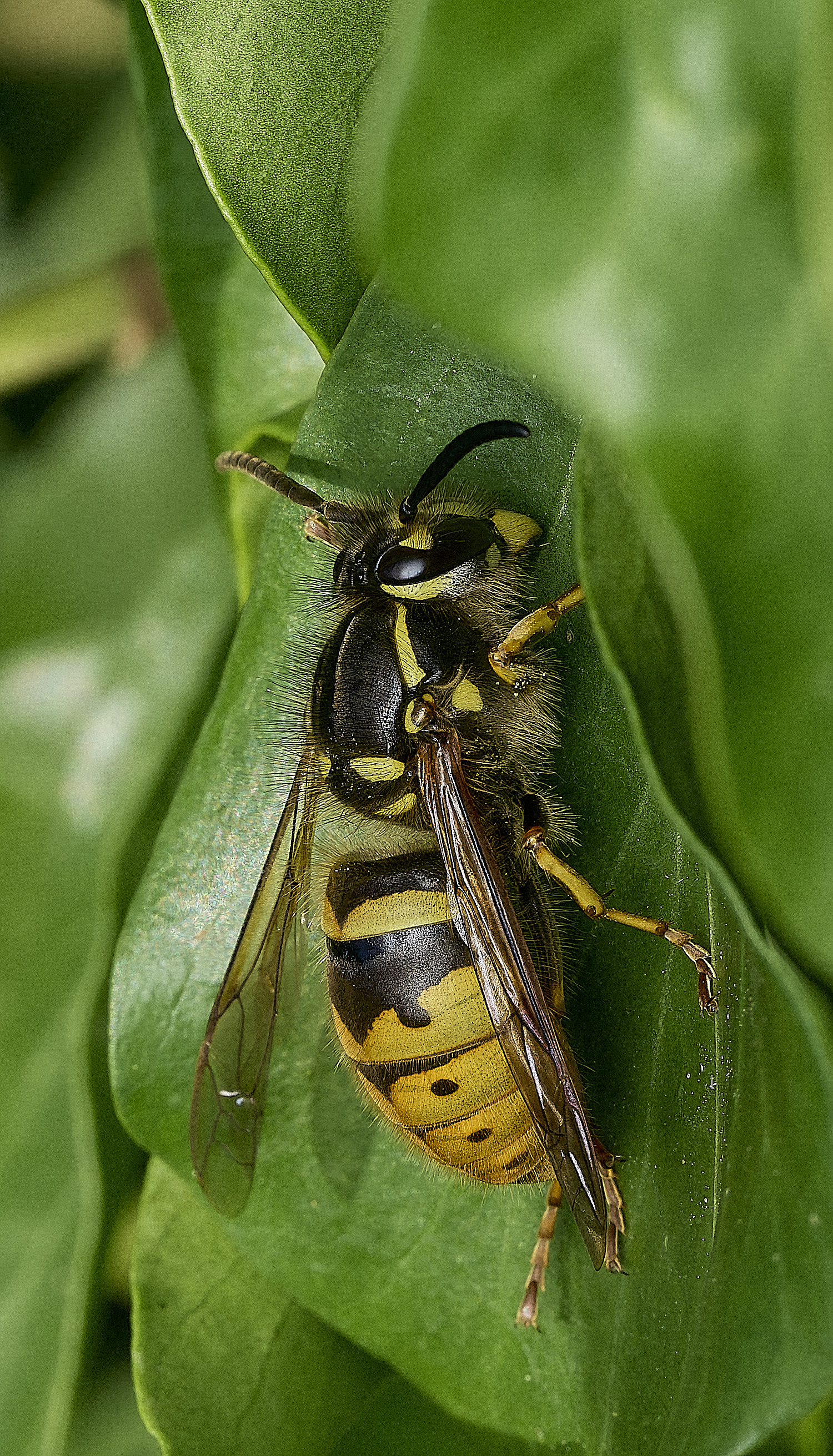 HanworthWasp060426-2