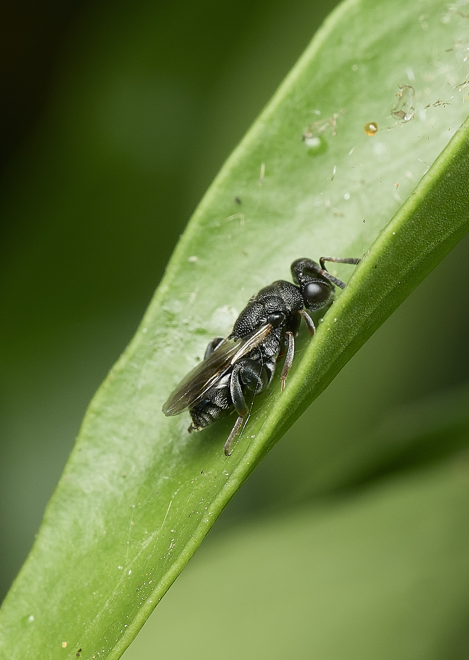 HanworthWasp200726-1