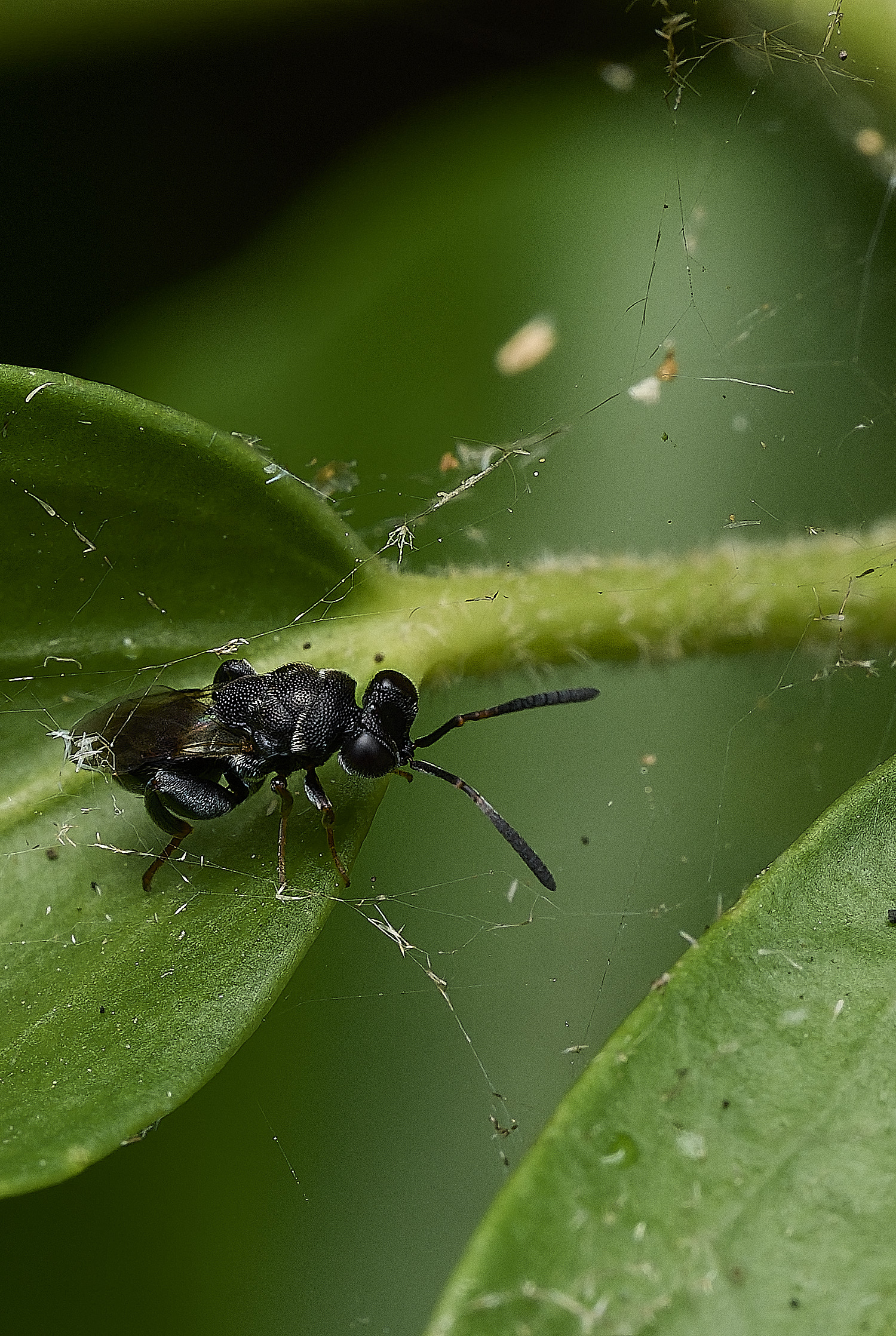 HanworthWasp200726-4