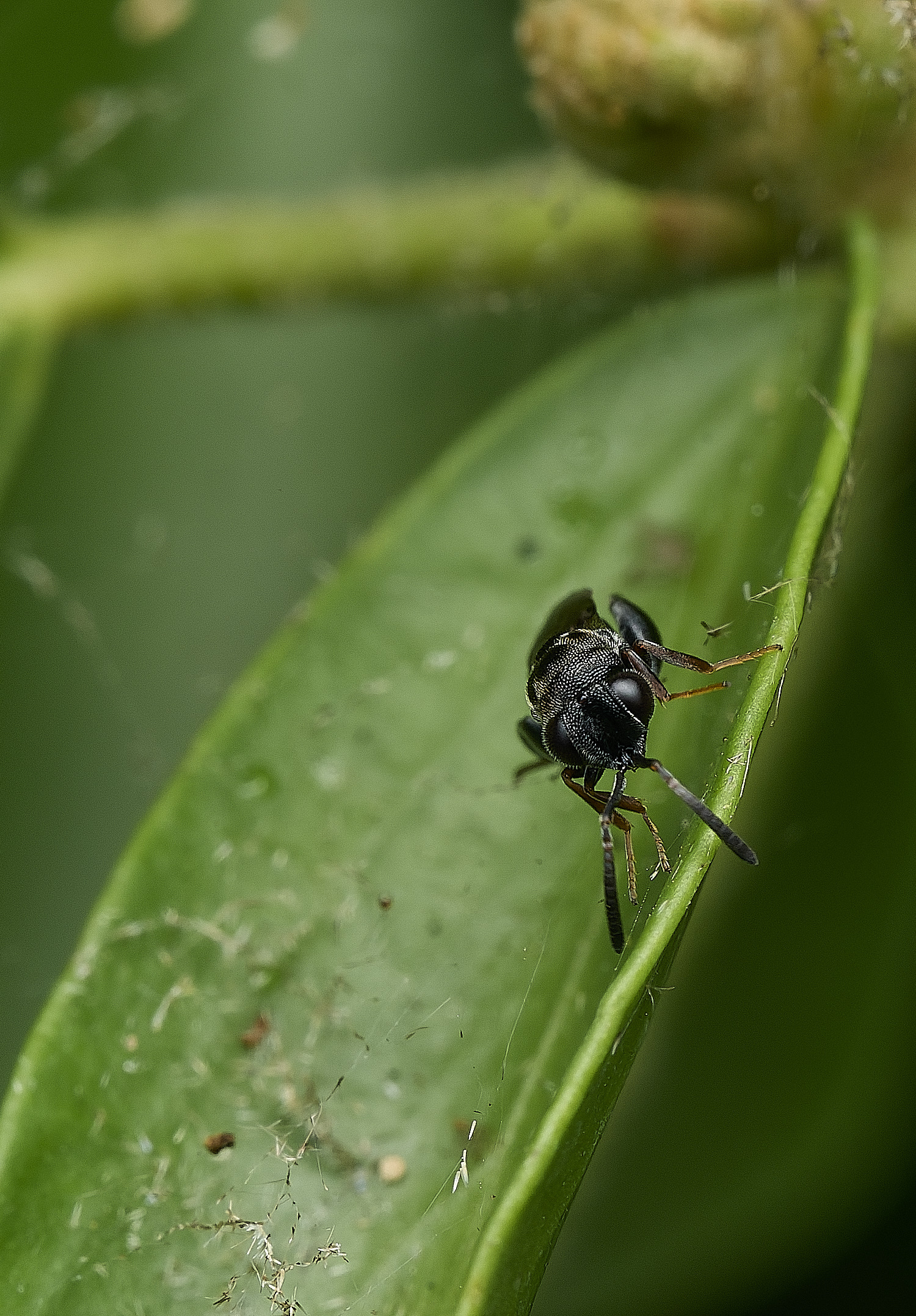 HanworthWasp200726-5