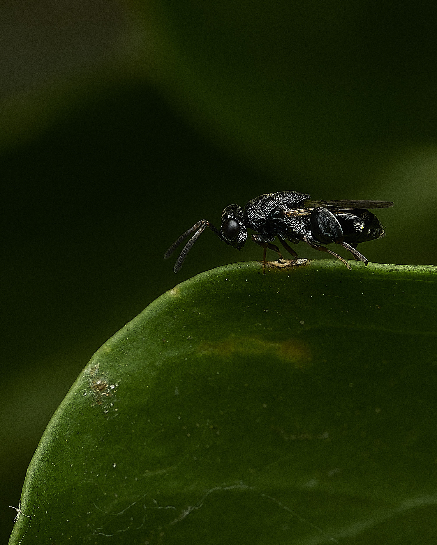 HanworthWasp200726-7