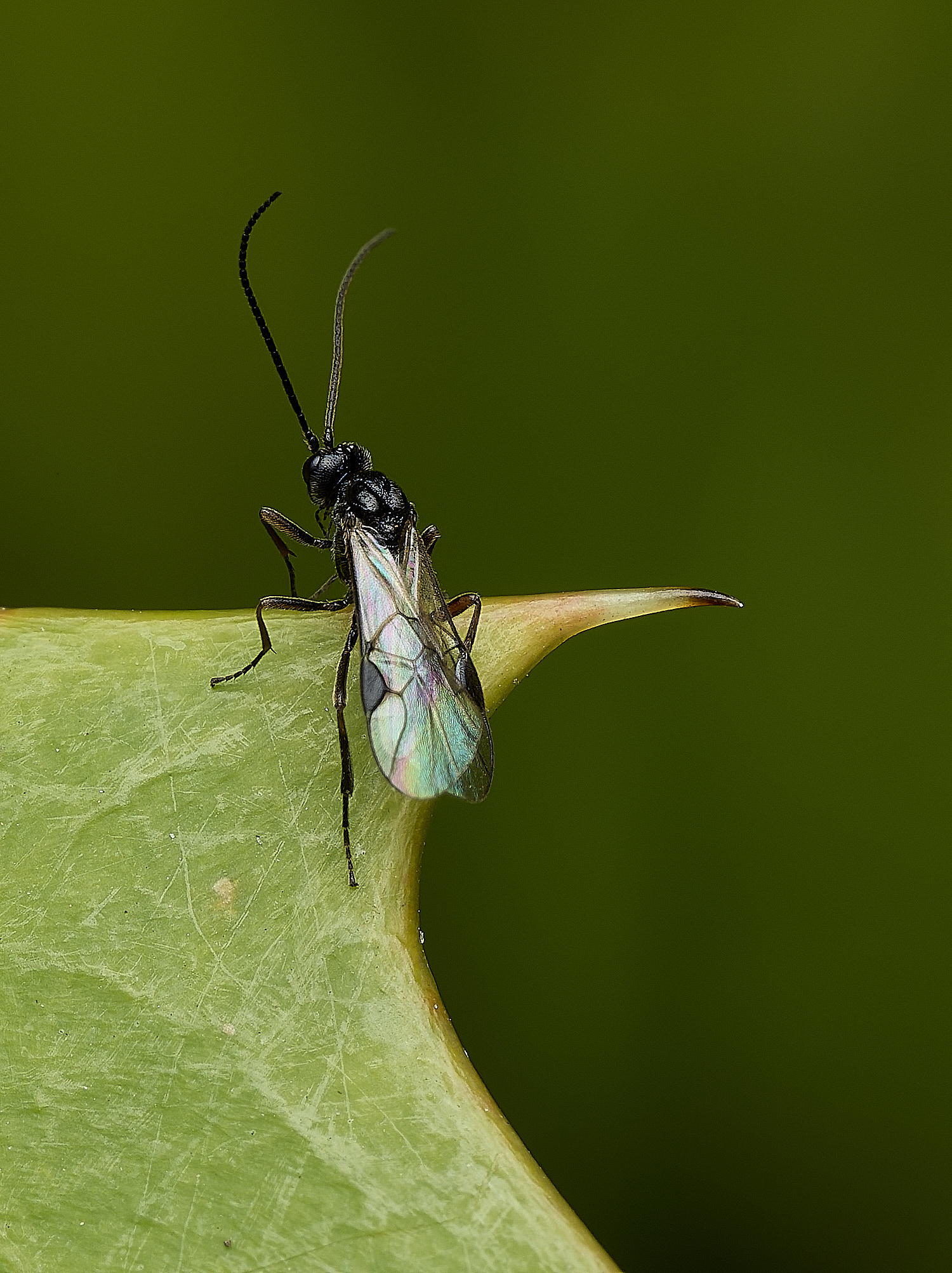 Hanworthwasp240426-1