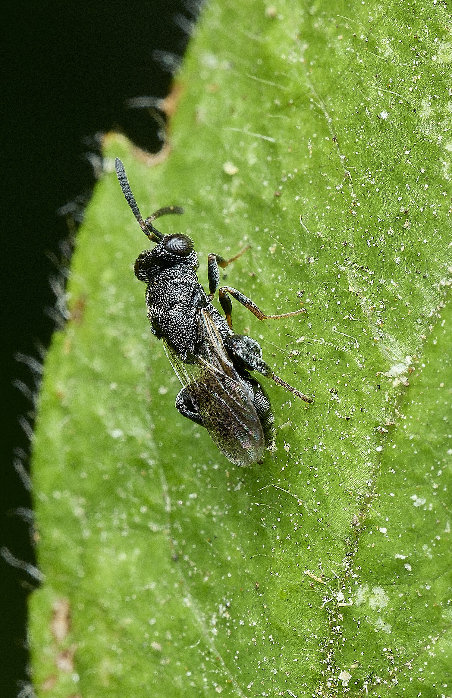 HanworthWasp240726-1