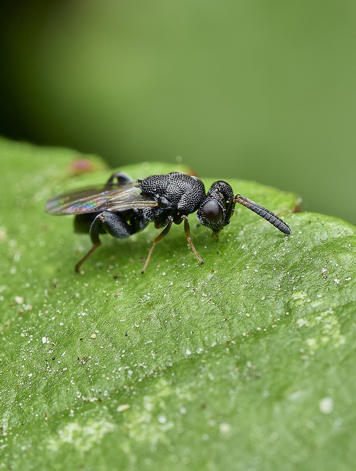 HanworthWasp240726-4