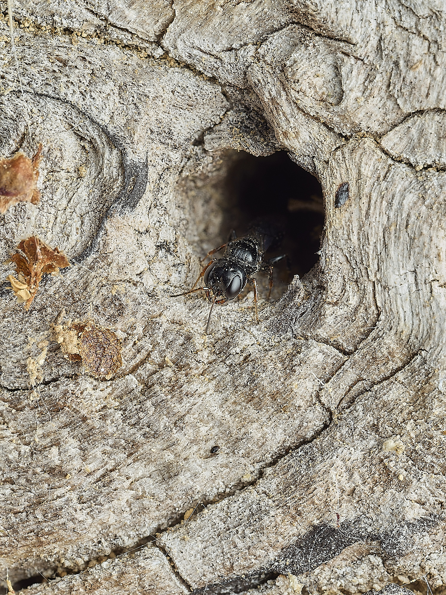HanworthWasp290526-1