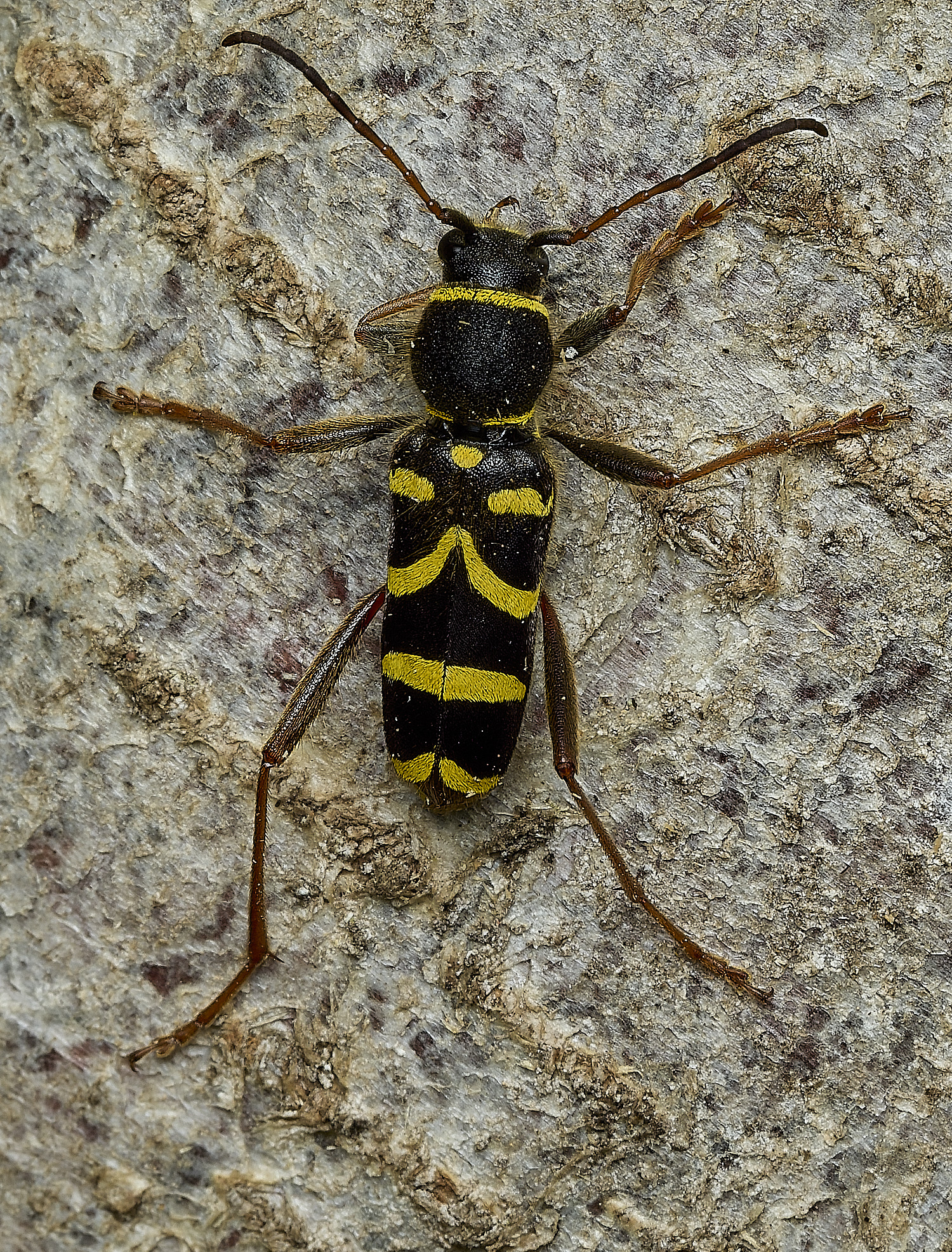 HanworthWaspBeetle290526-2