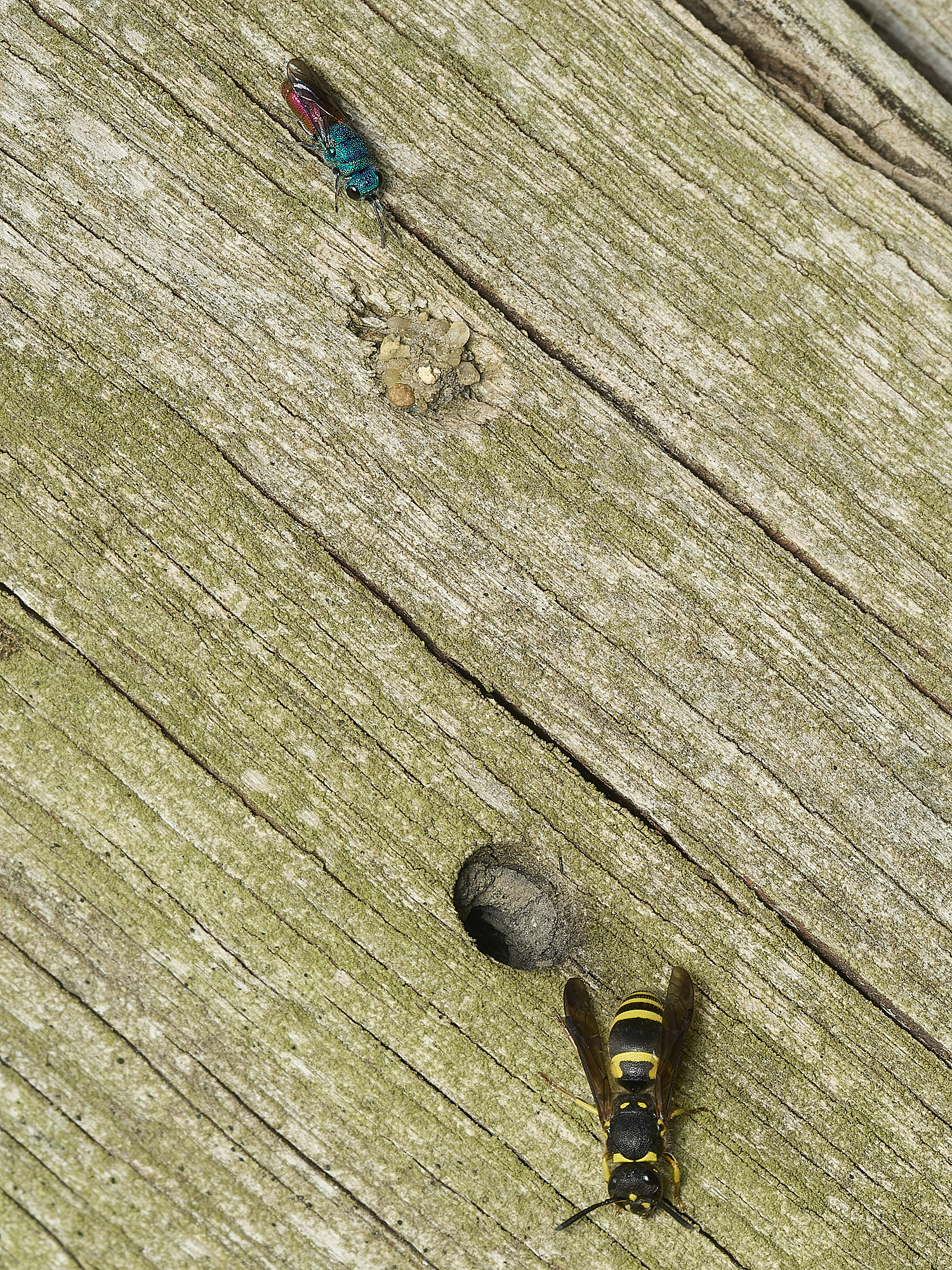 HanworthWasps170426-1