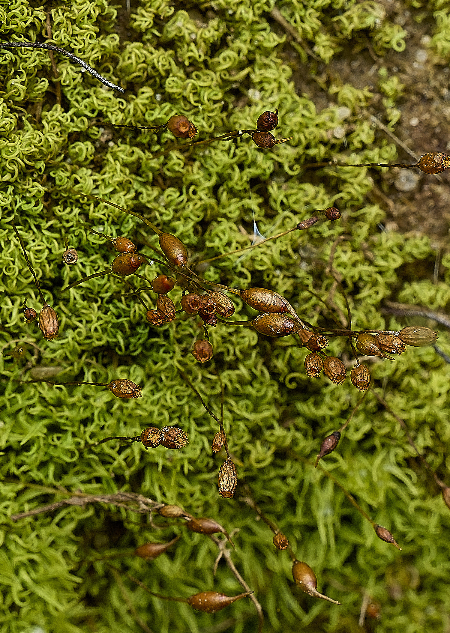 HanworthWeissia140426-1