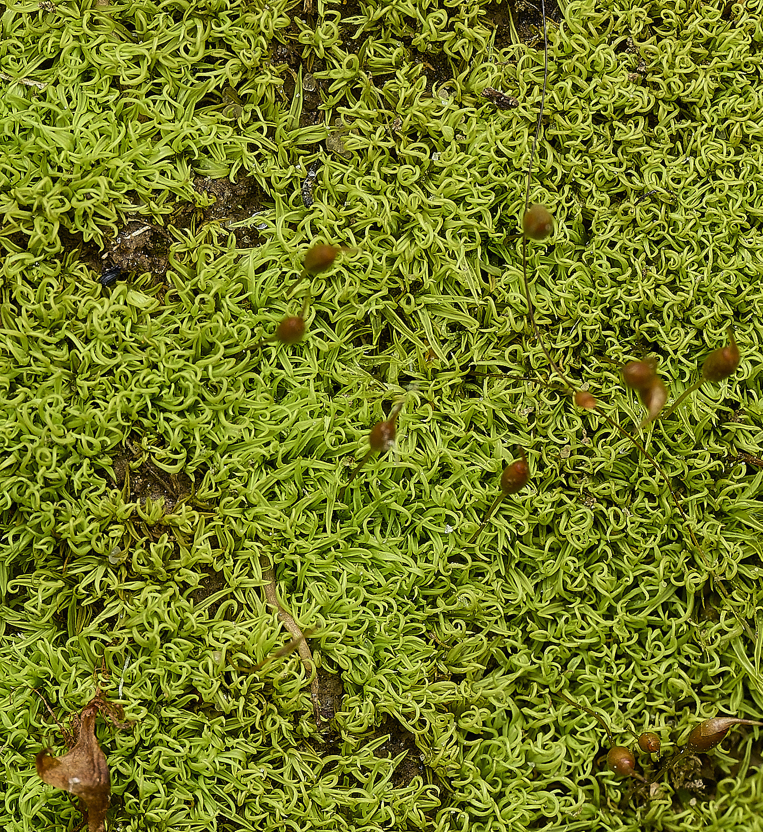 HanworthWeissia140426-2