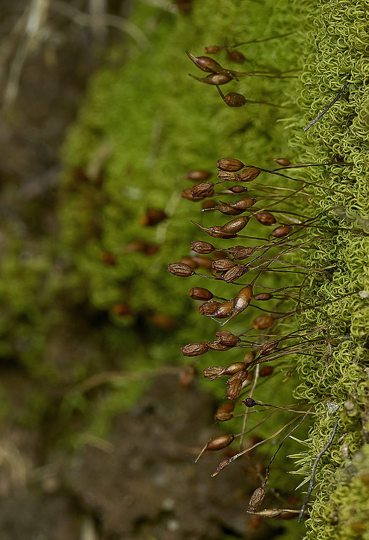 HanworthWeissia140426-3