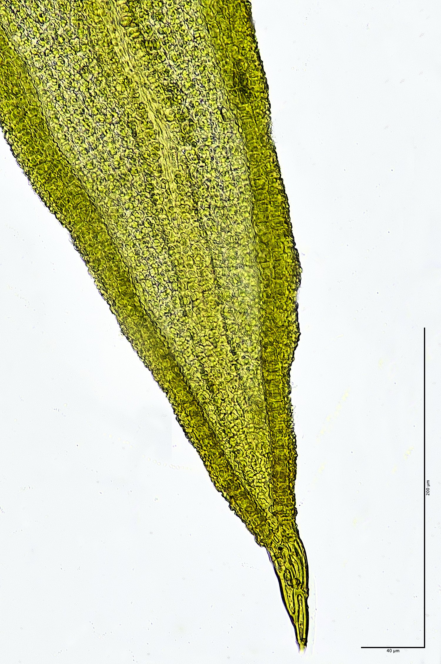 HanworthWeissiacontroversa140426-6mjpg