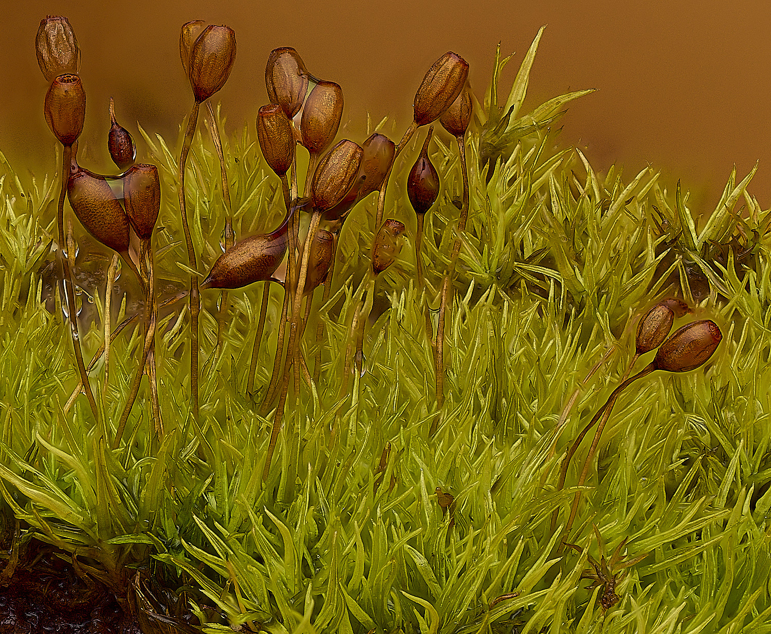 HanworthWeissiaSp140426-5