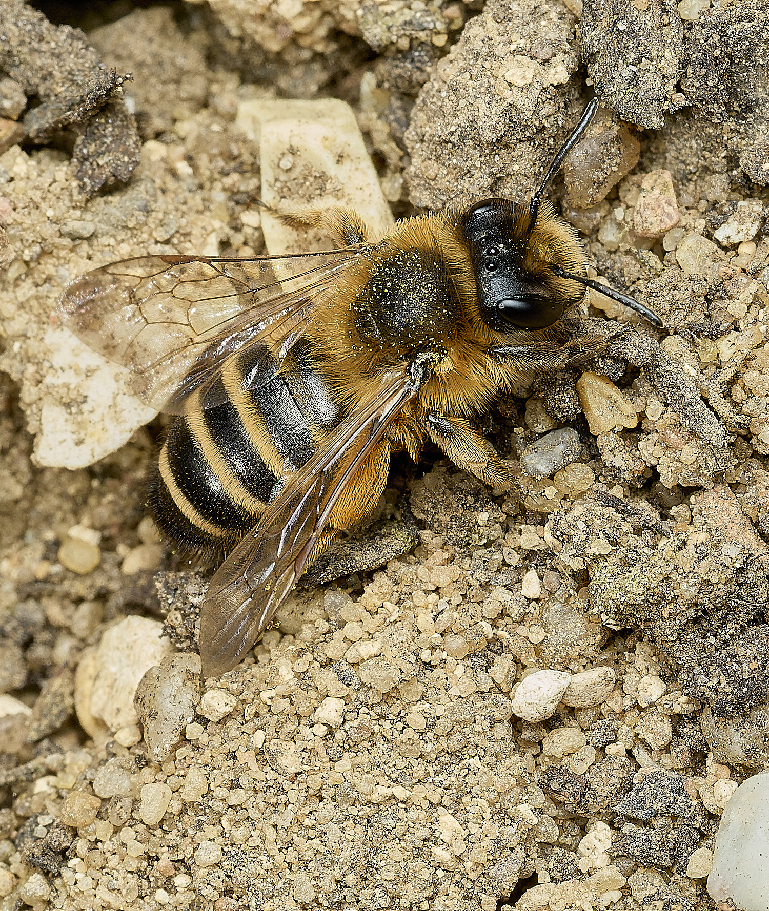 HanworthYLMB040426-1