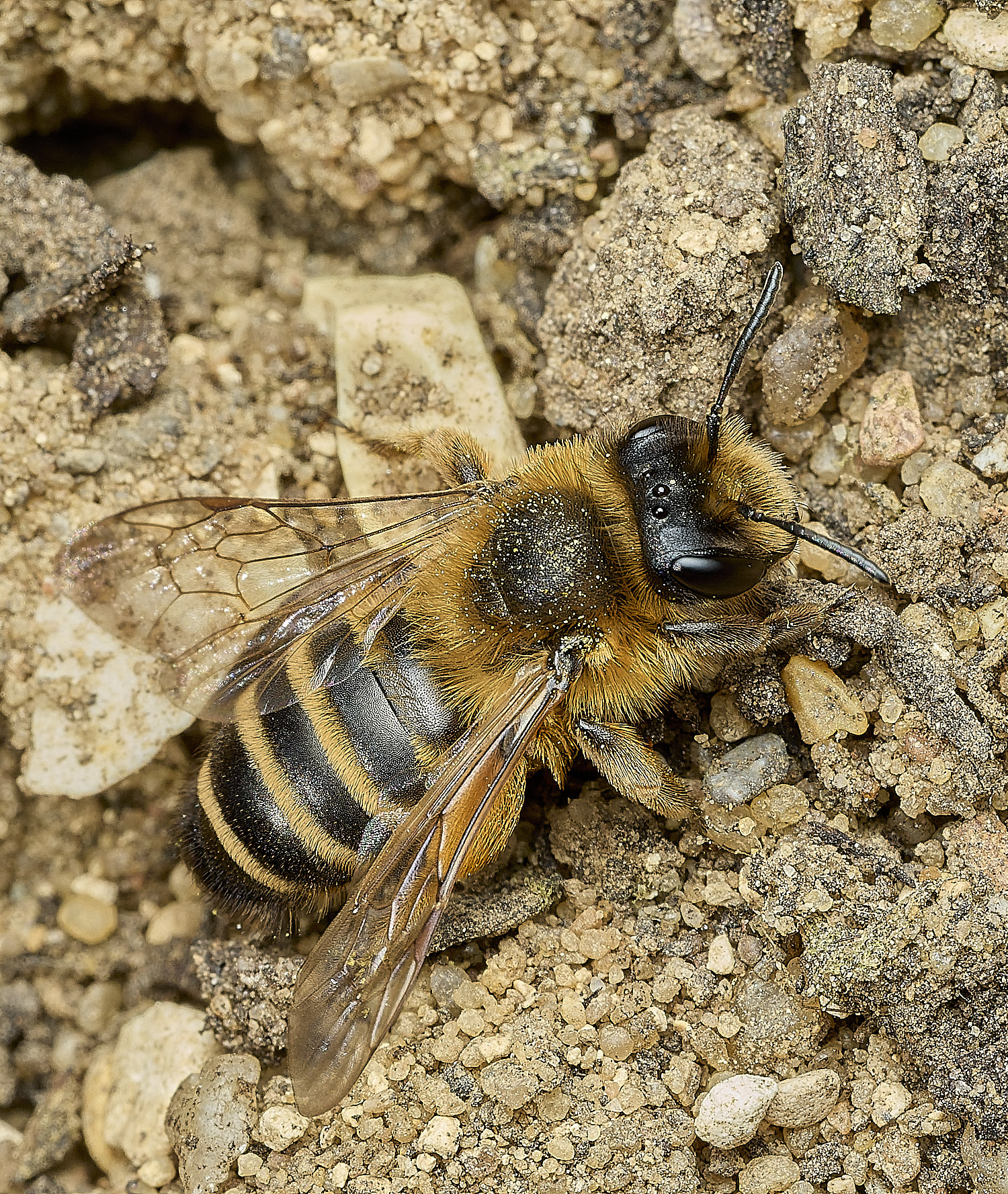 HanworthYLMB040426-2