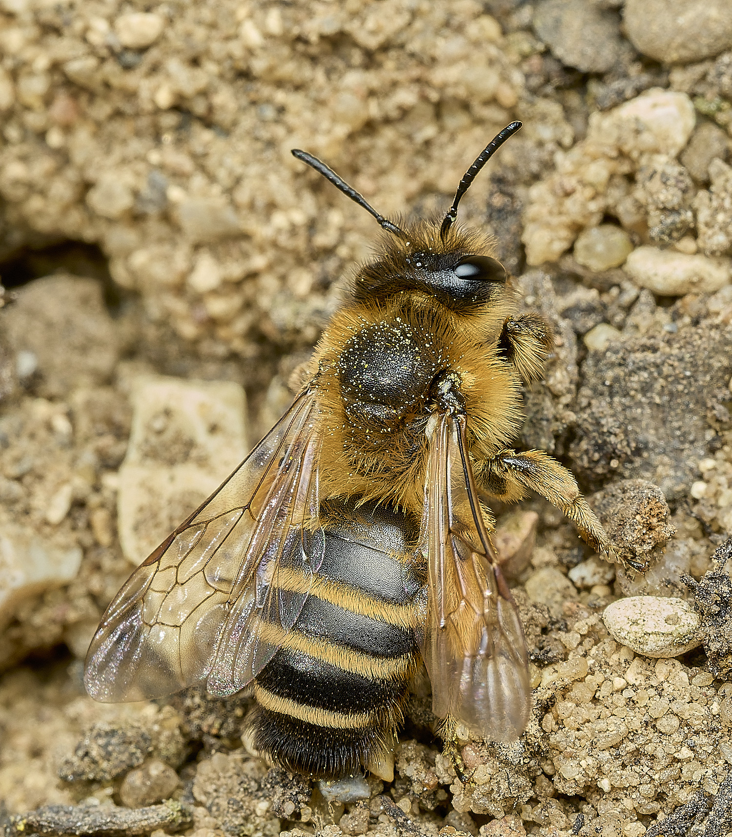 HanworthYLMB040426-3