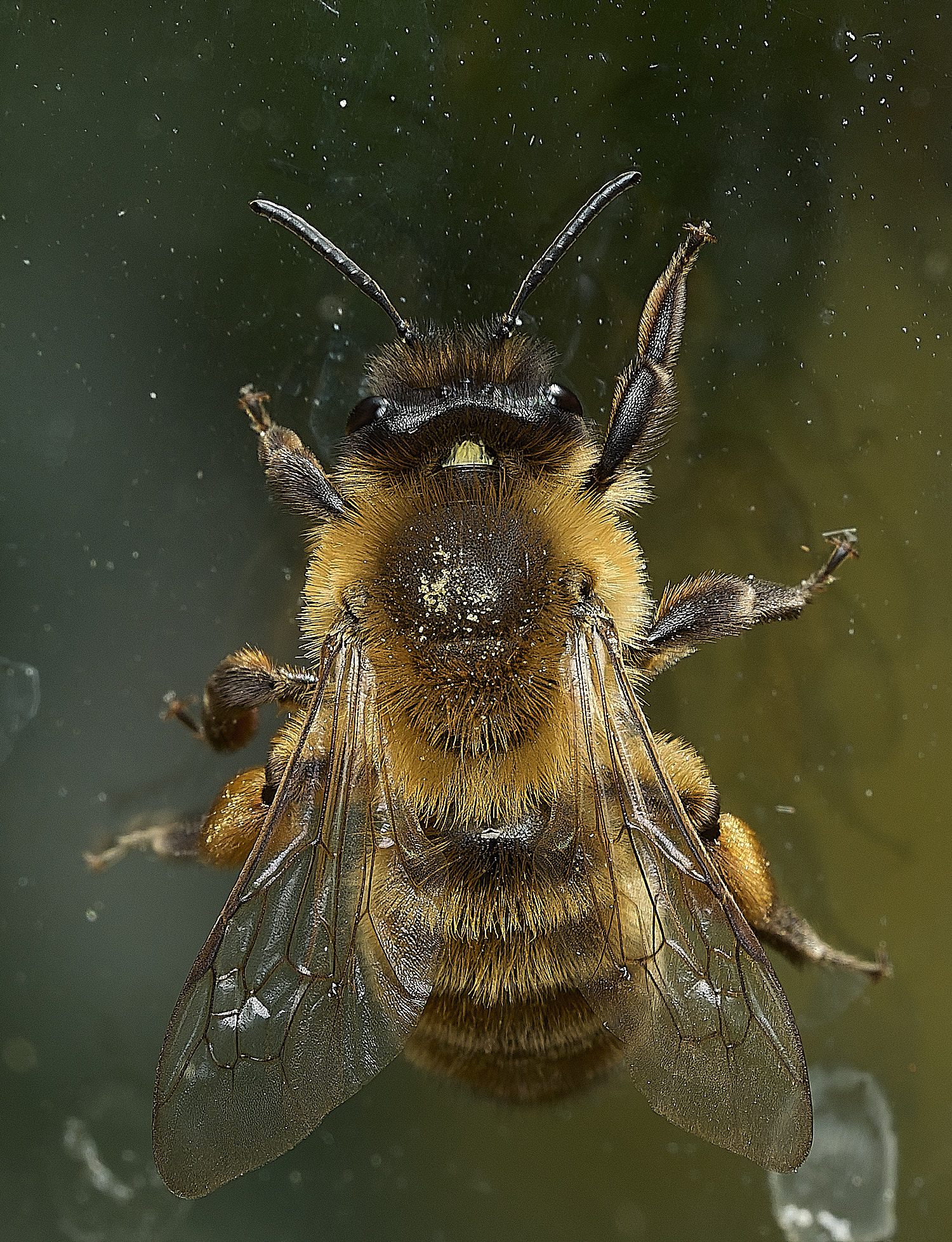 HanworthYLMB100426-1