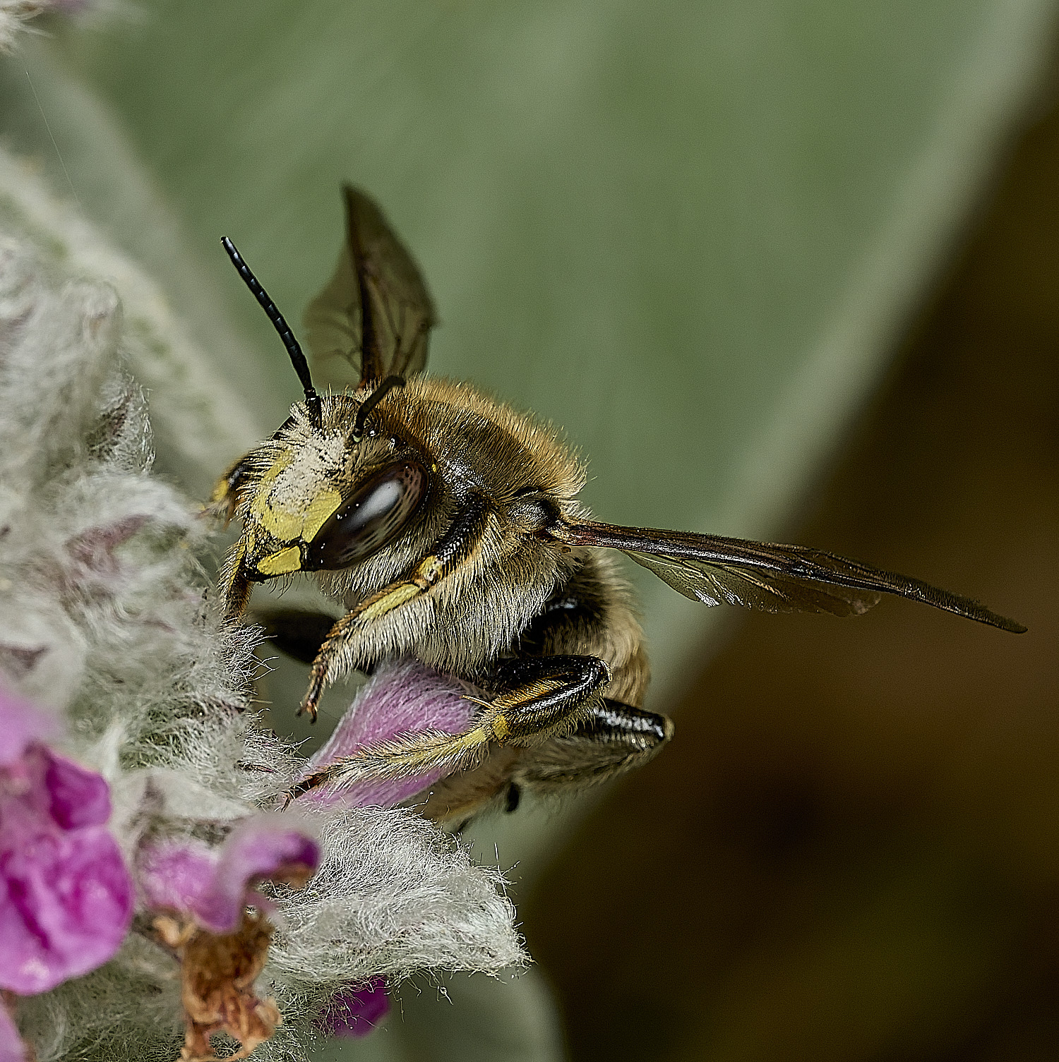 HanwrthBee030726-3