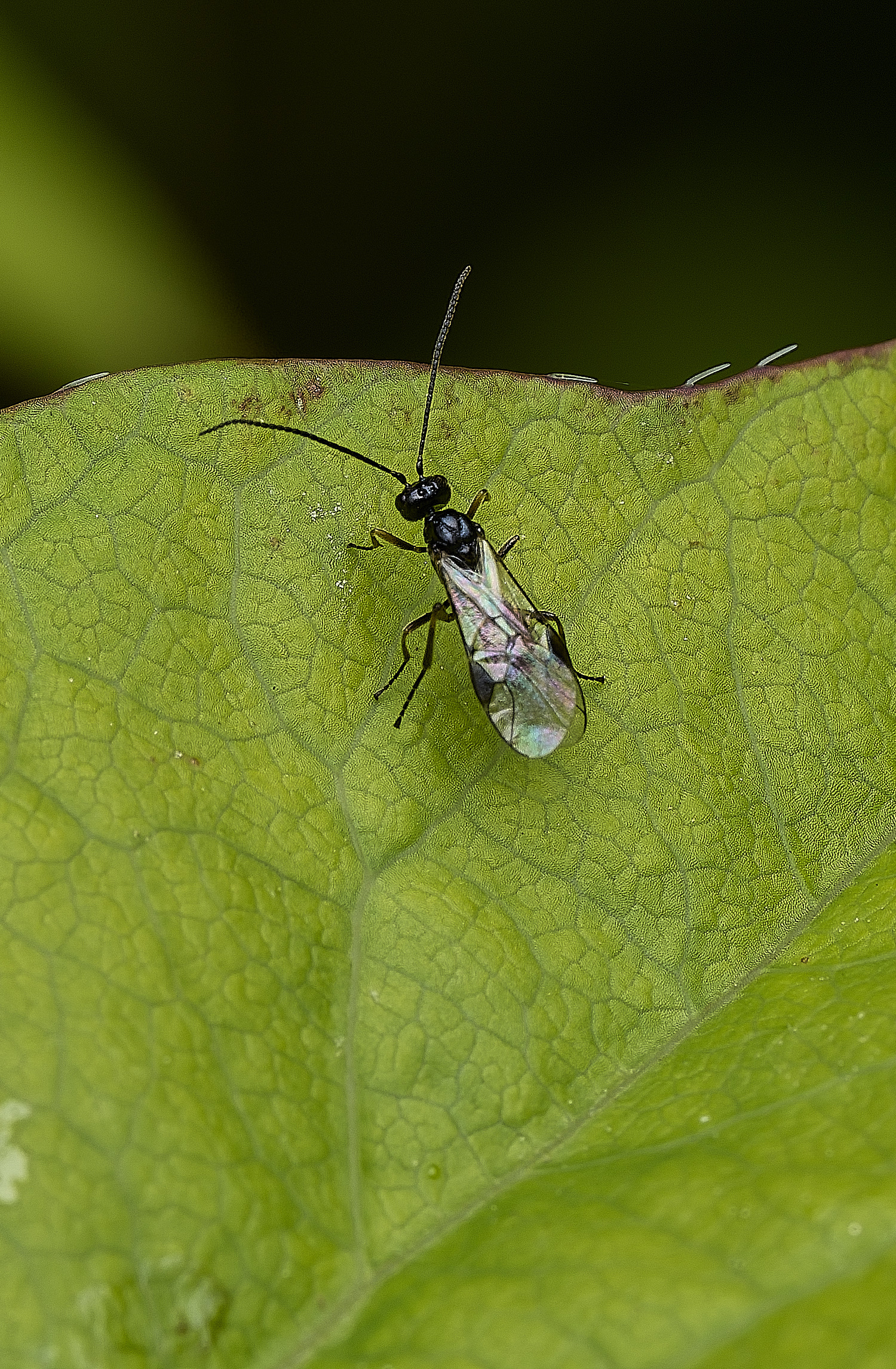 HanwworthWasp240426-1