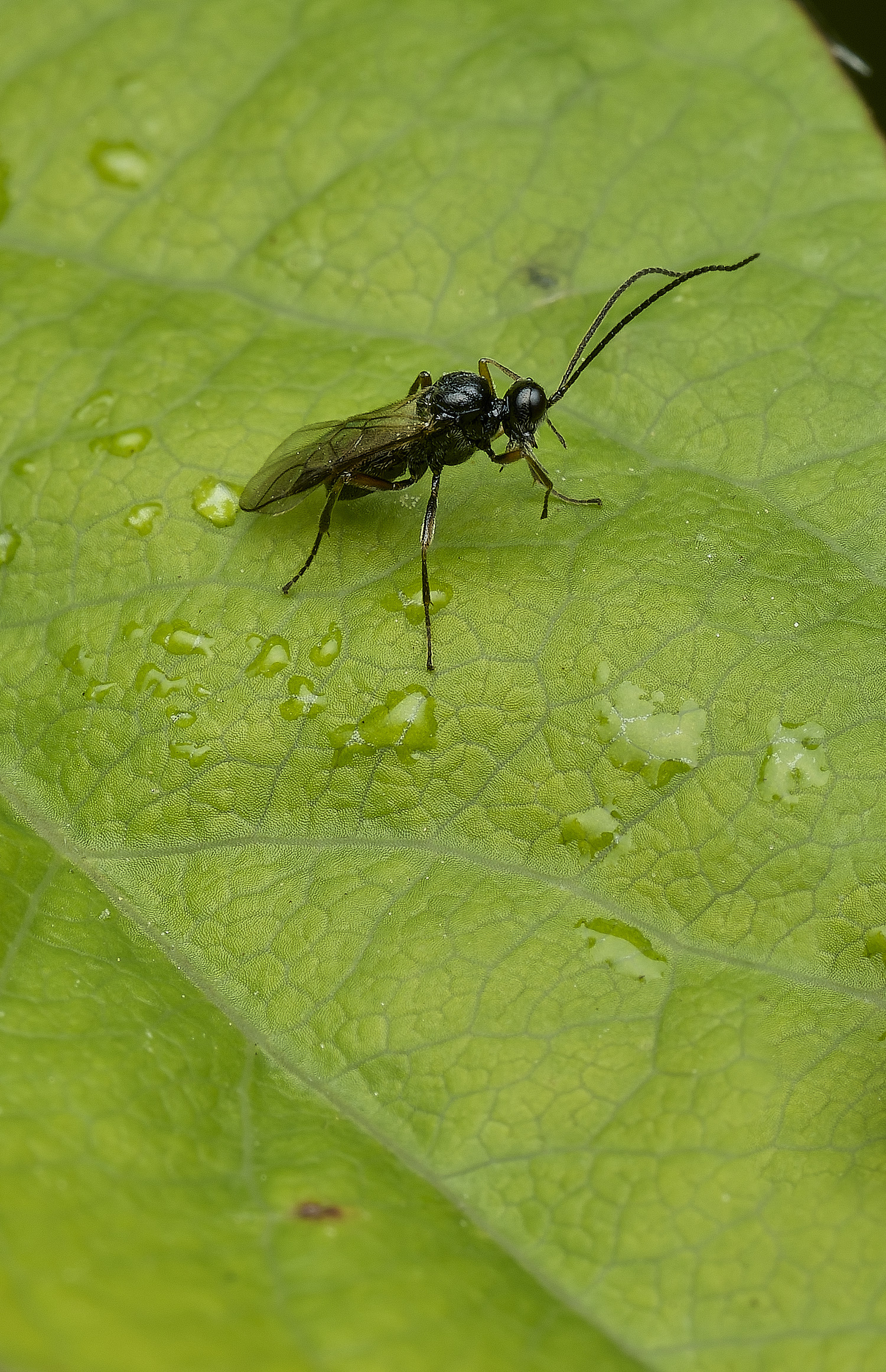 HanwworthWasp240426-2
