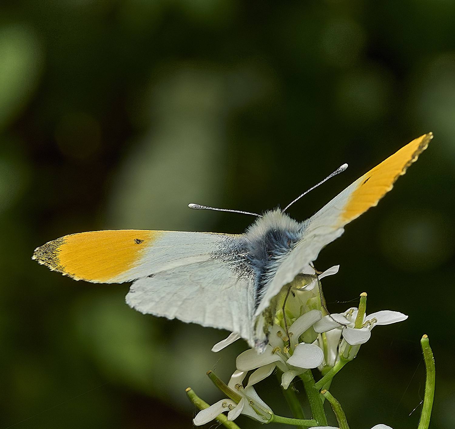 HockerigOrangeTip020526-3
