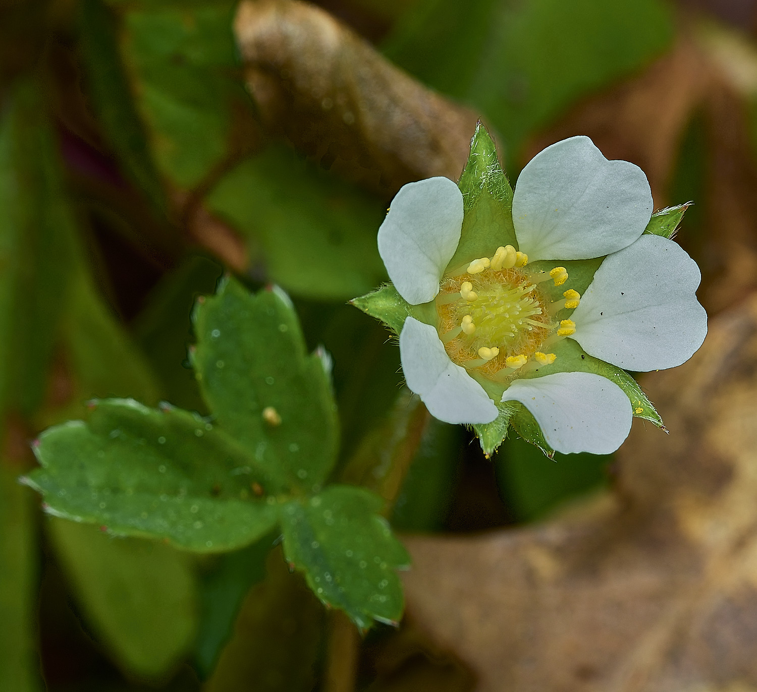 HockeringBarrenStrawberry020226-1