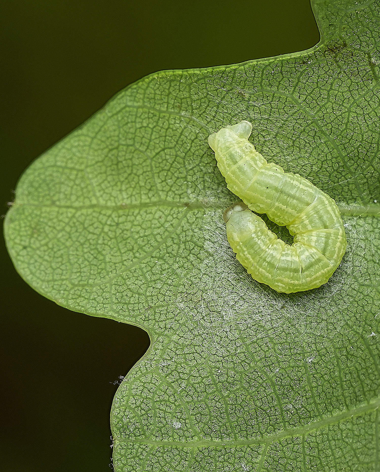 HockeringCaterpillar020526-1