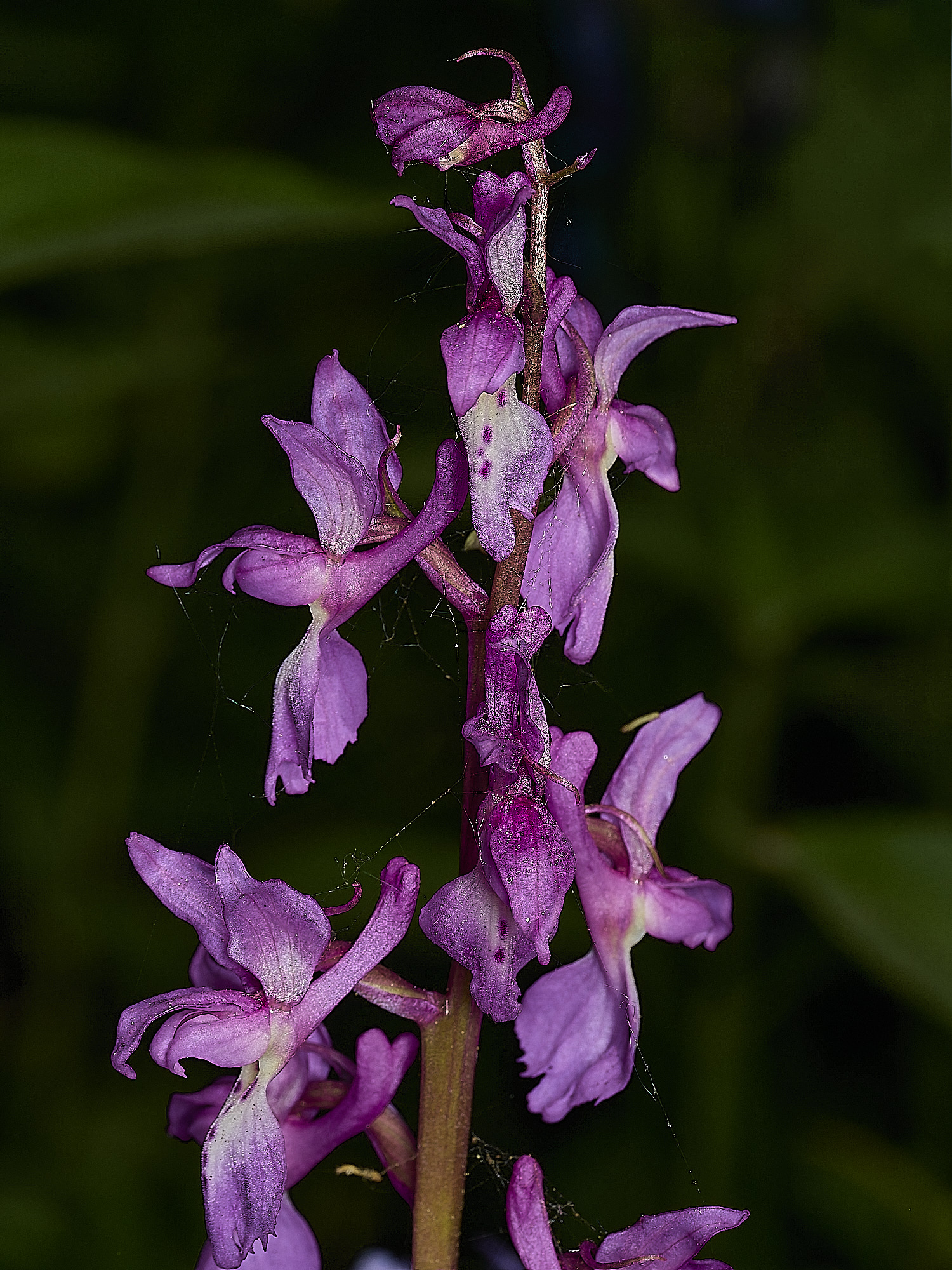 HockeringEarlyPurple020526-1