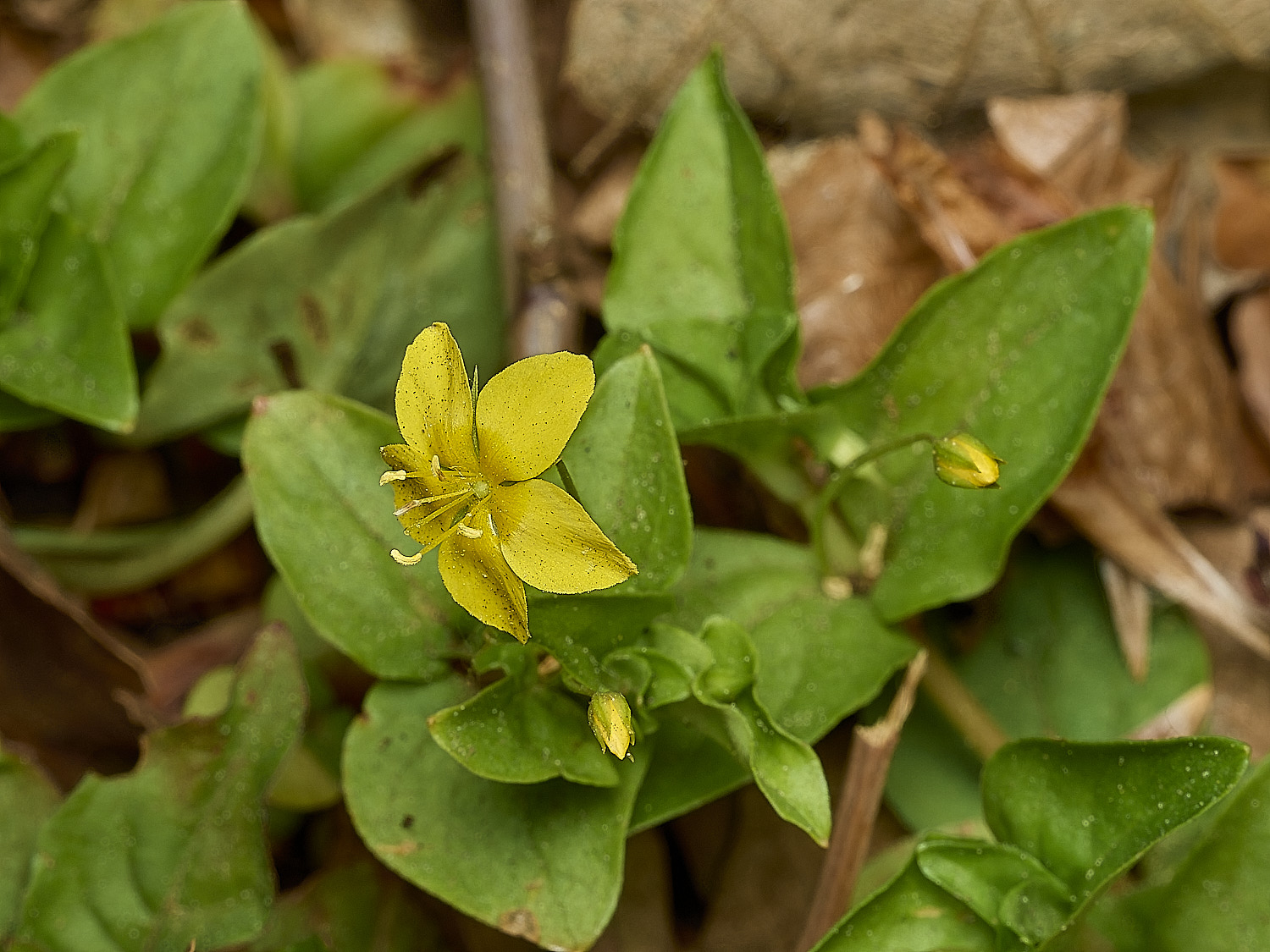 HockeringLnummularia020226-1