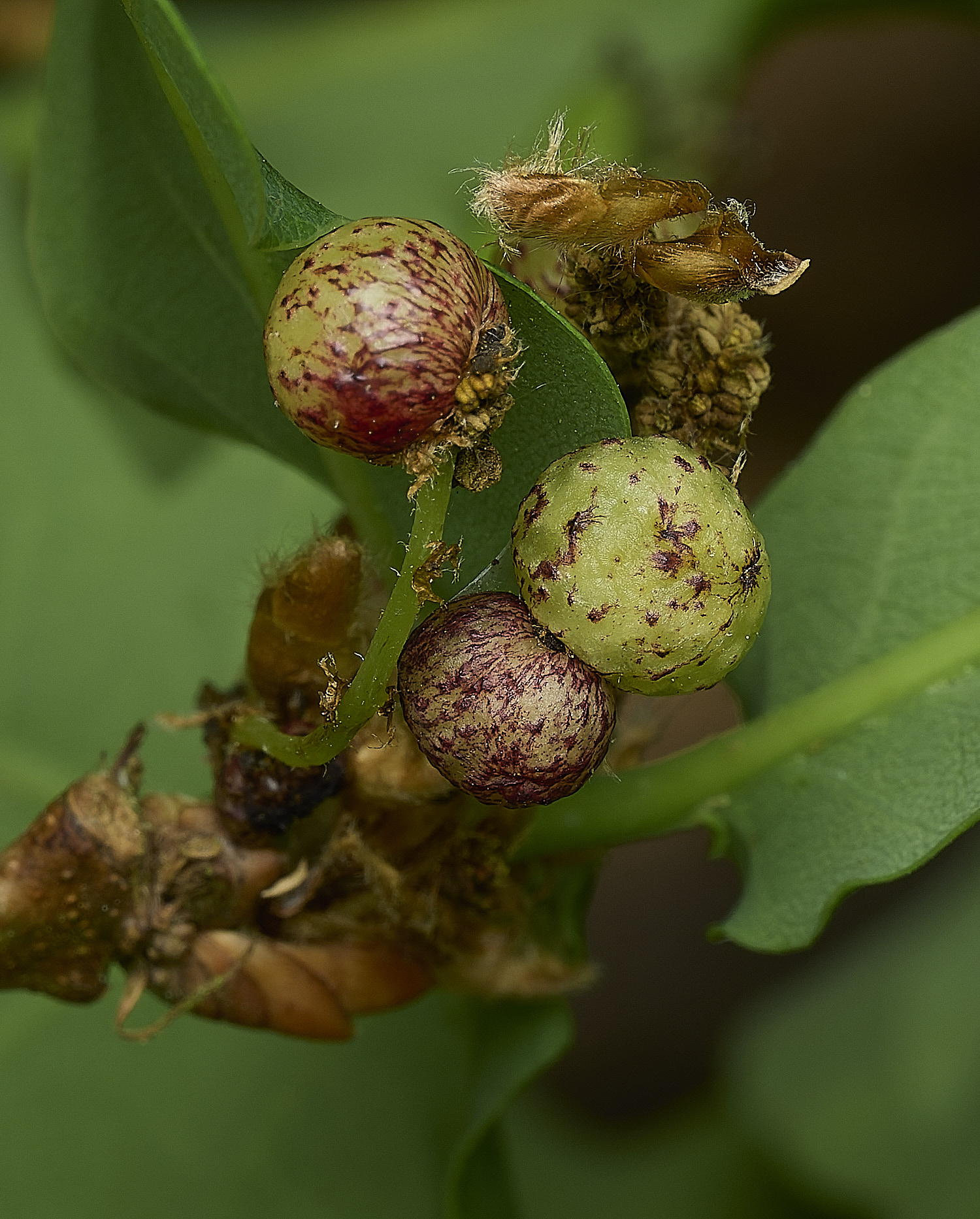 HockeringOakGall020526-3
