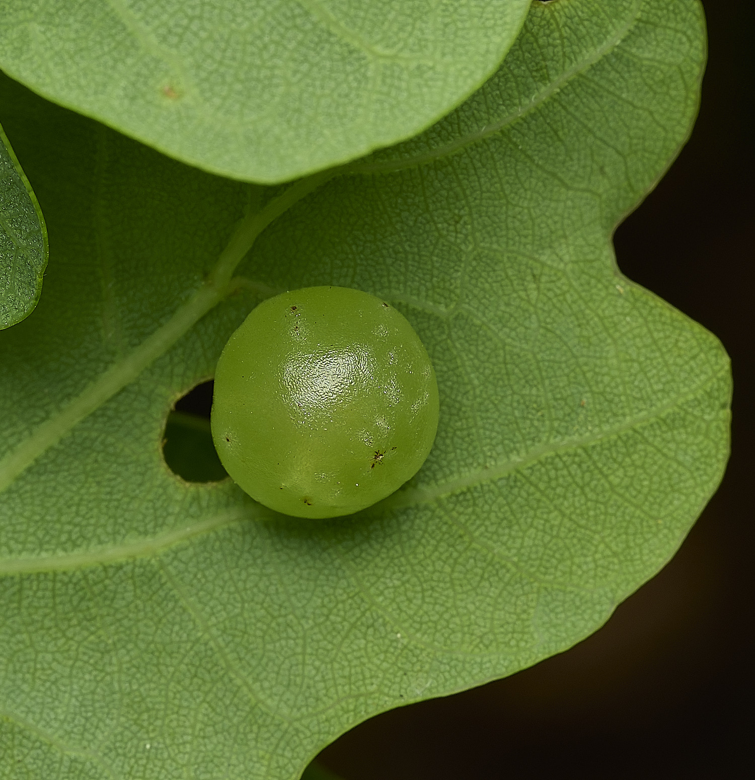 HockeringOakGall020626-2