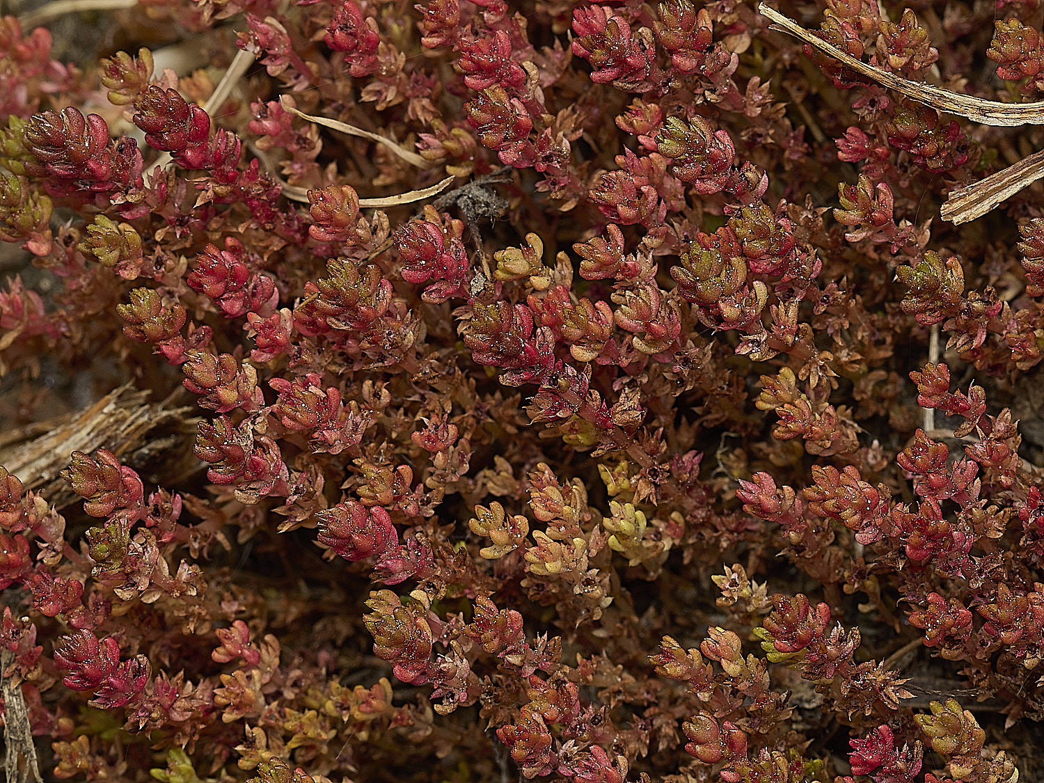 HockeringSedum020526-1