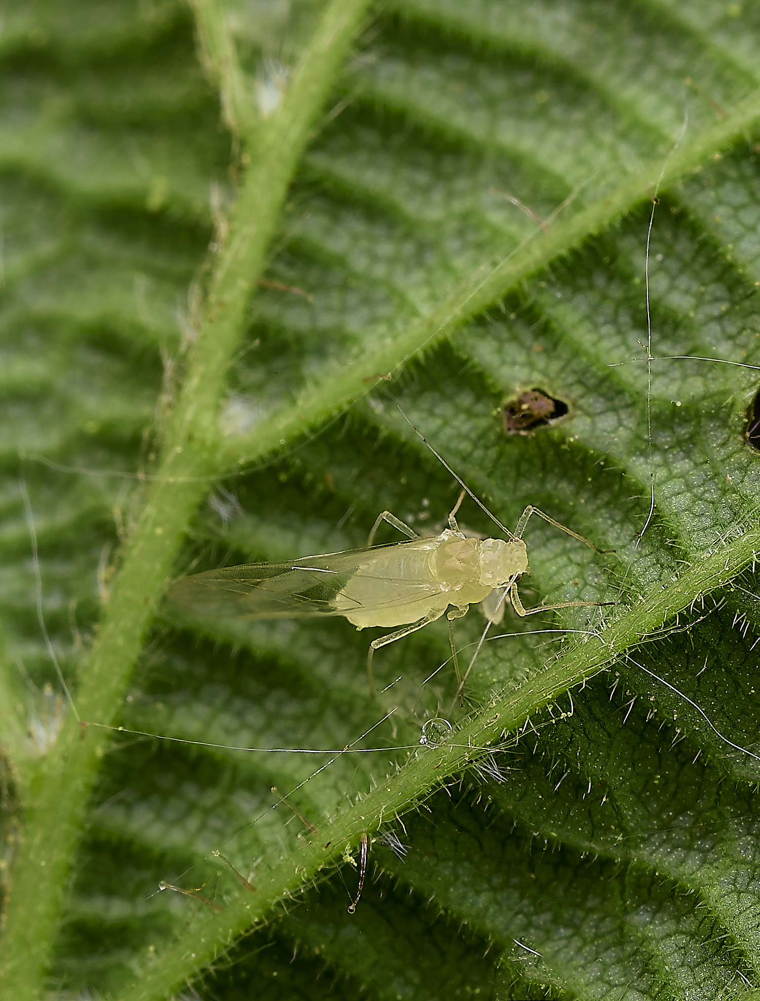 HockeringSmallHazelAphid020526-2