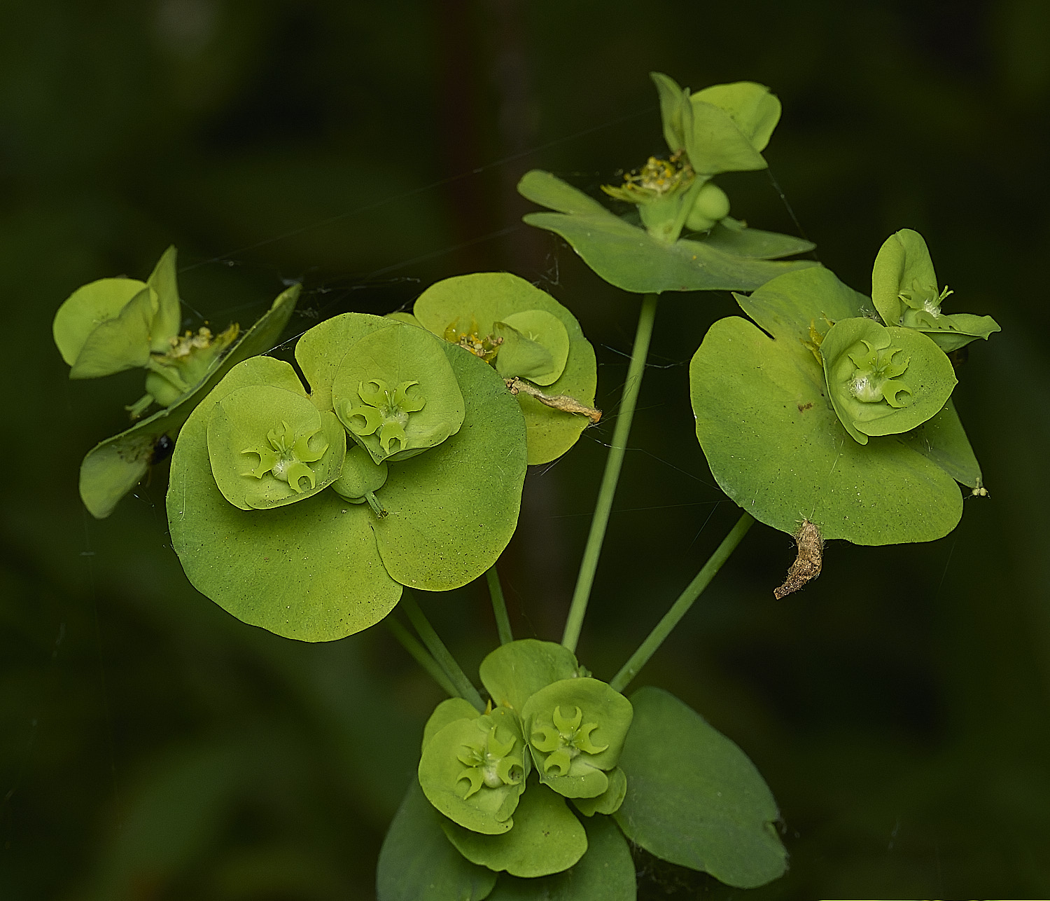 HockeringWoodSpurge020226-4